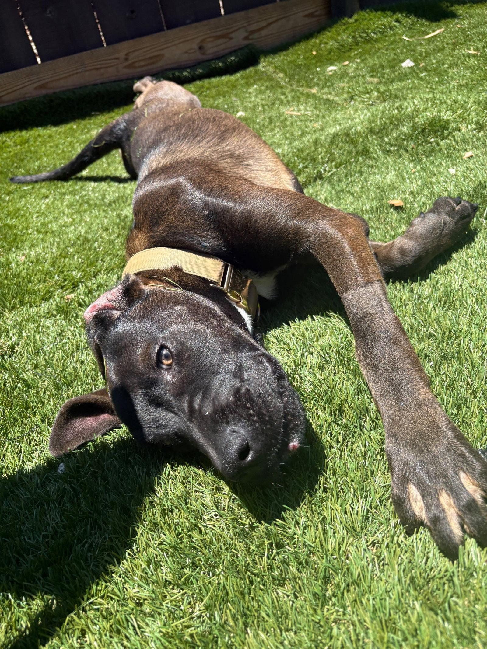 Enlarge Mozy, a Adoptable Pit Bull Terrier in San Diego, CA image 3/3