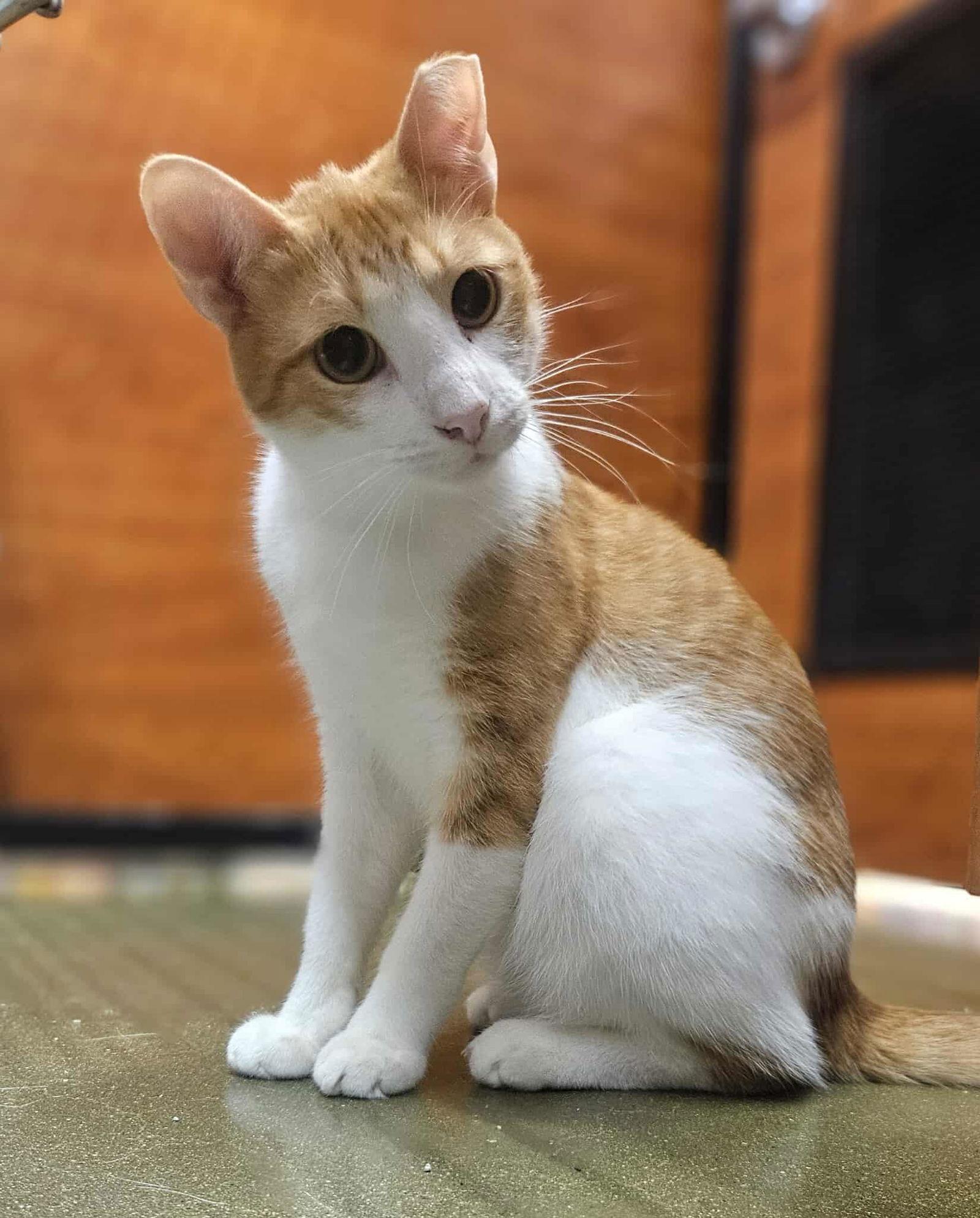 Chance AND Cade, Adoptable, Adult Male Domestic Short Hair.