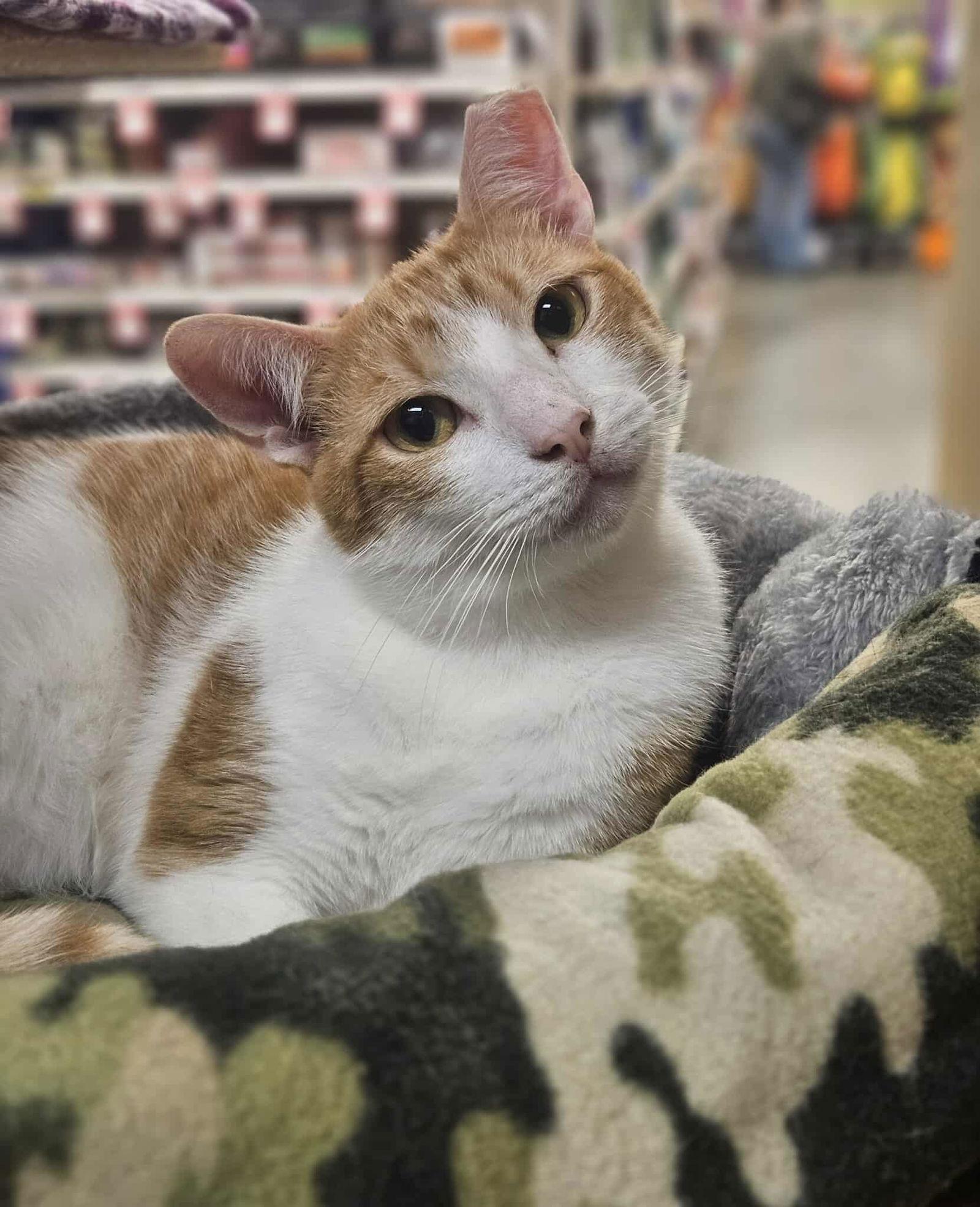 Chance AND Cade, a Adoptable Domestic Short Hair in Gonic, NH image 2/3