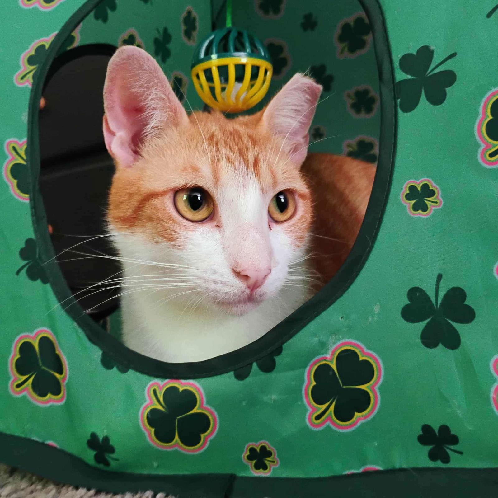 Chance AND Cade, a Adoptable Domestic Short Hair in Gonic, NH image 3/3