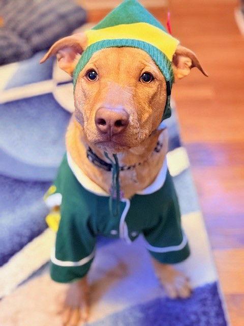 **BRODY**, a Adoptable Labrador Retriever in North Prairie, WI image 1/3