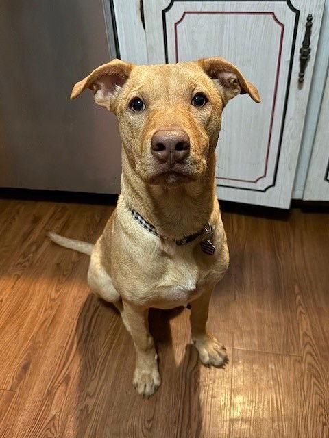 **BRODY**, a Adoptable Labrador Retriever in North Prairie, WI image 2/3