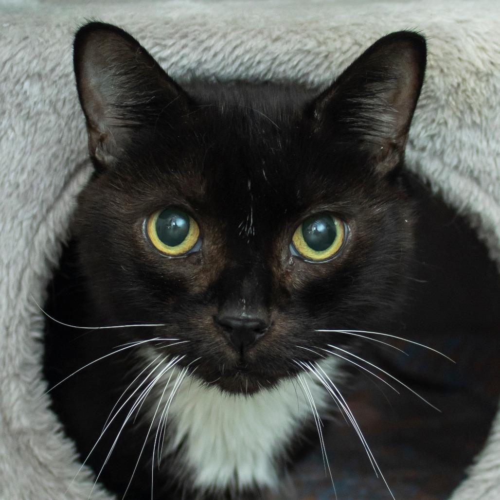 Enlarge Moby, a Adoptable Domestic Short Hair in Middletown, RI image 1/1
