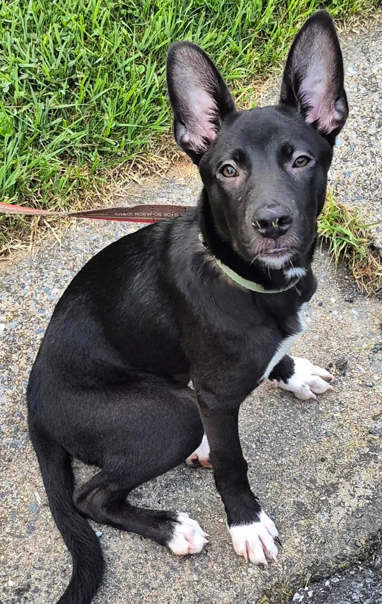 Enlarge Hanna, a Adoptable mixed breed in Mechanicsburg, PA image 1/6