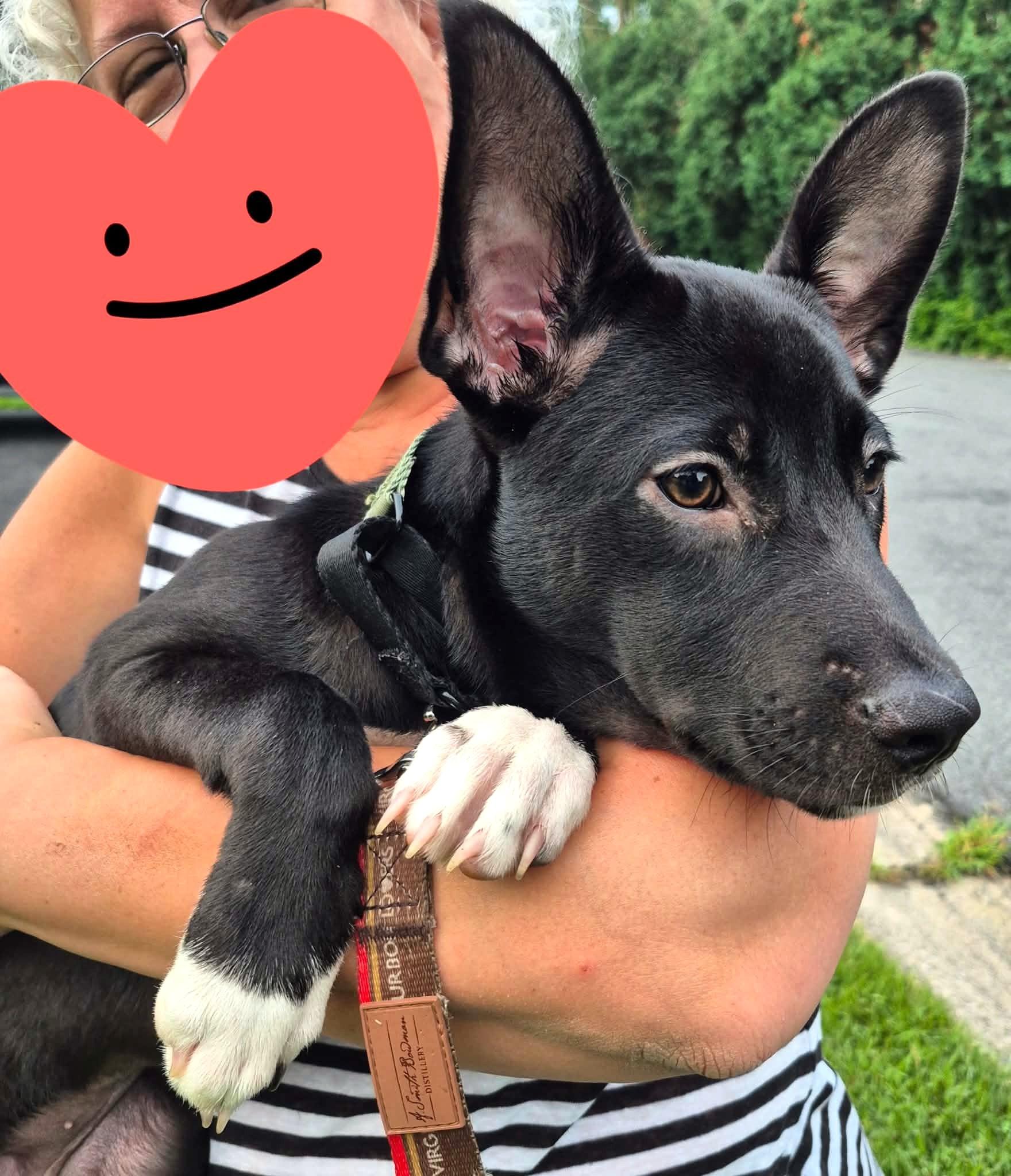 Enlarge Hanna, a Adoptable mixed breed in Mechanicsburg, PA image 4/6