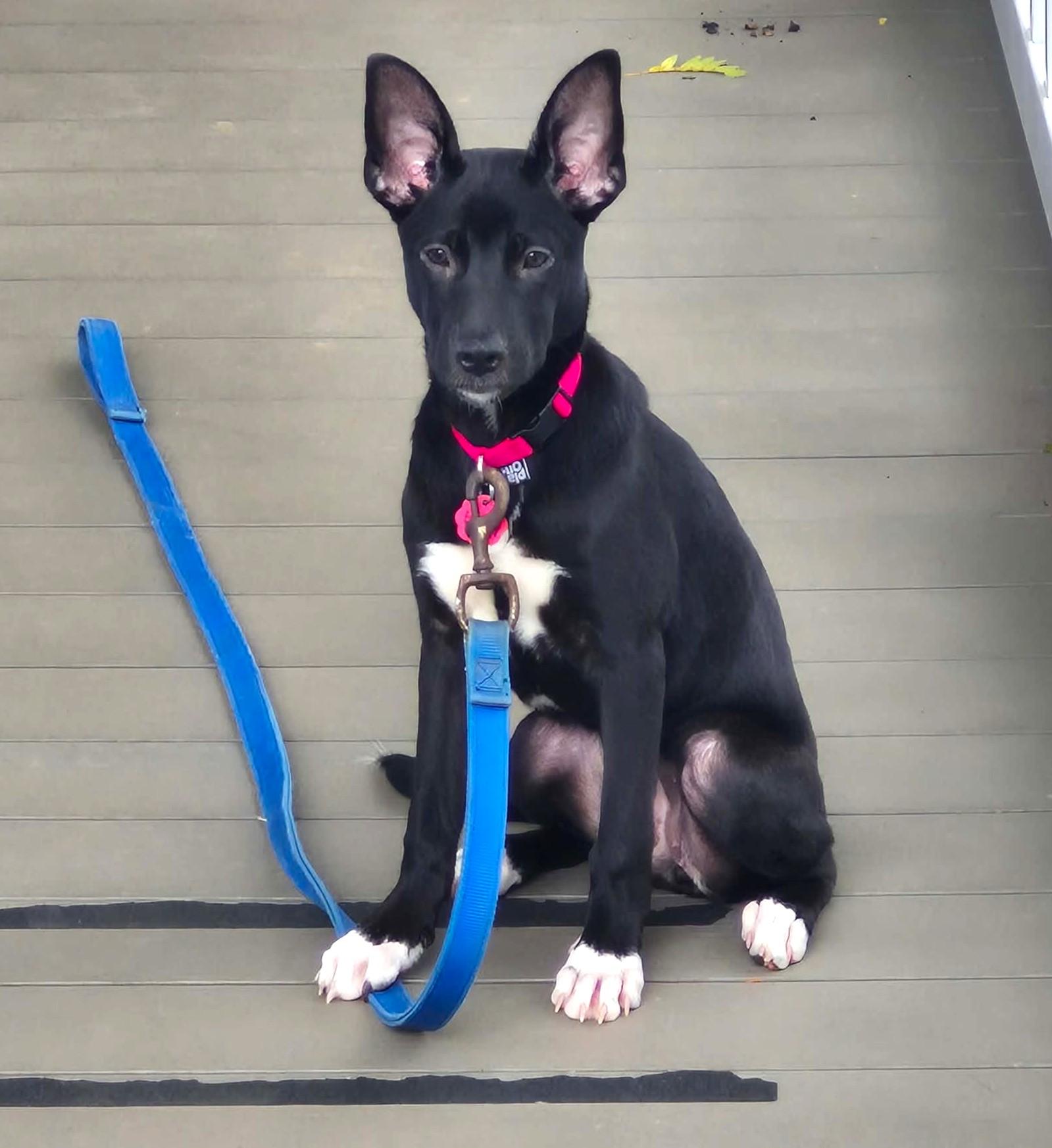 Enlarge Hanna, a Adoptable mixed breed in Mechanicsburg, PA image 5/6