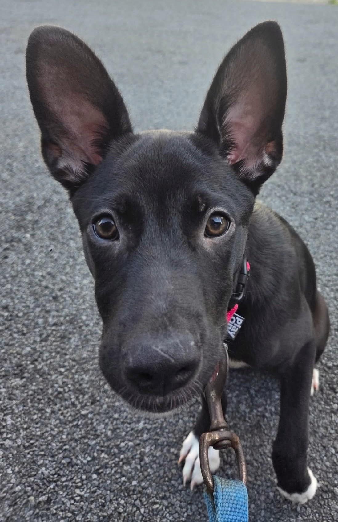 Enlarge Hanna, a Adoptable mixed breed in Mechanicsburg, PA image 6/6