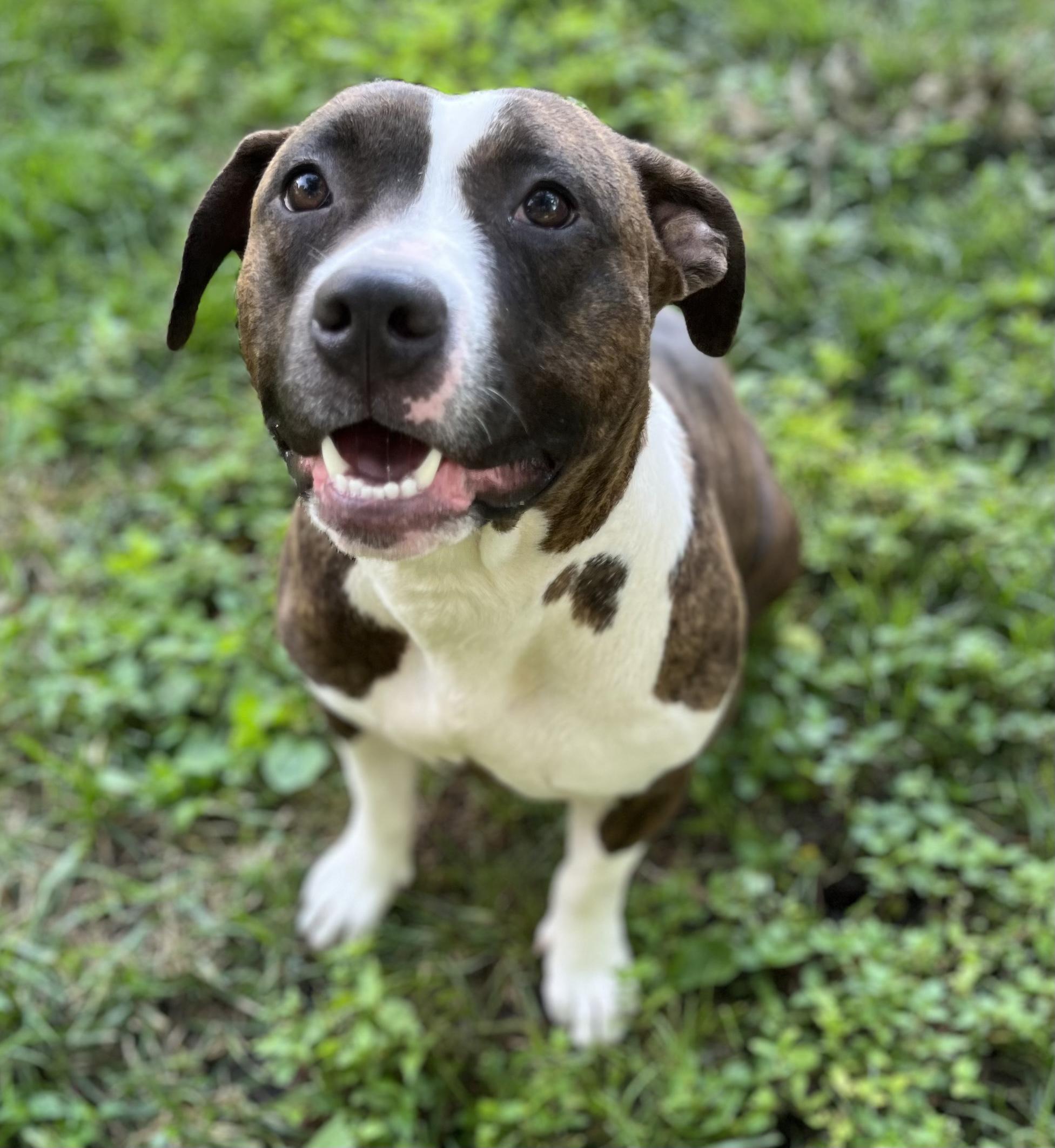 Josie