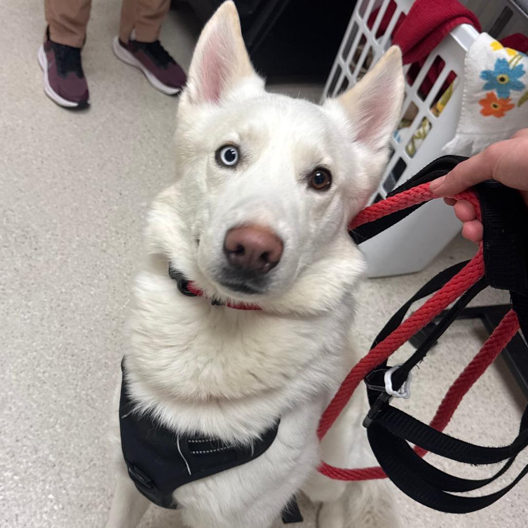 Enlarge Loki, a Adoptable mixed breed in Murray, UT image 1/1