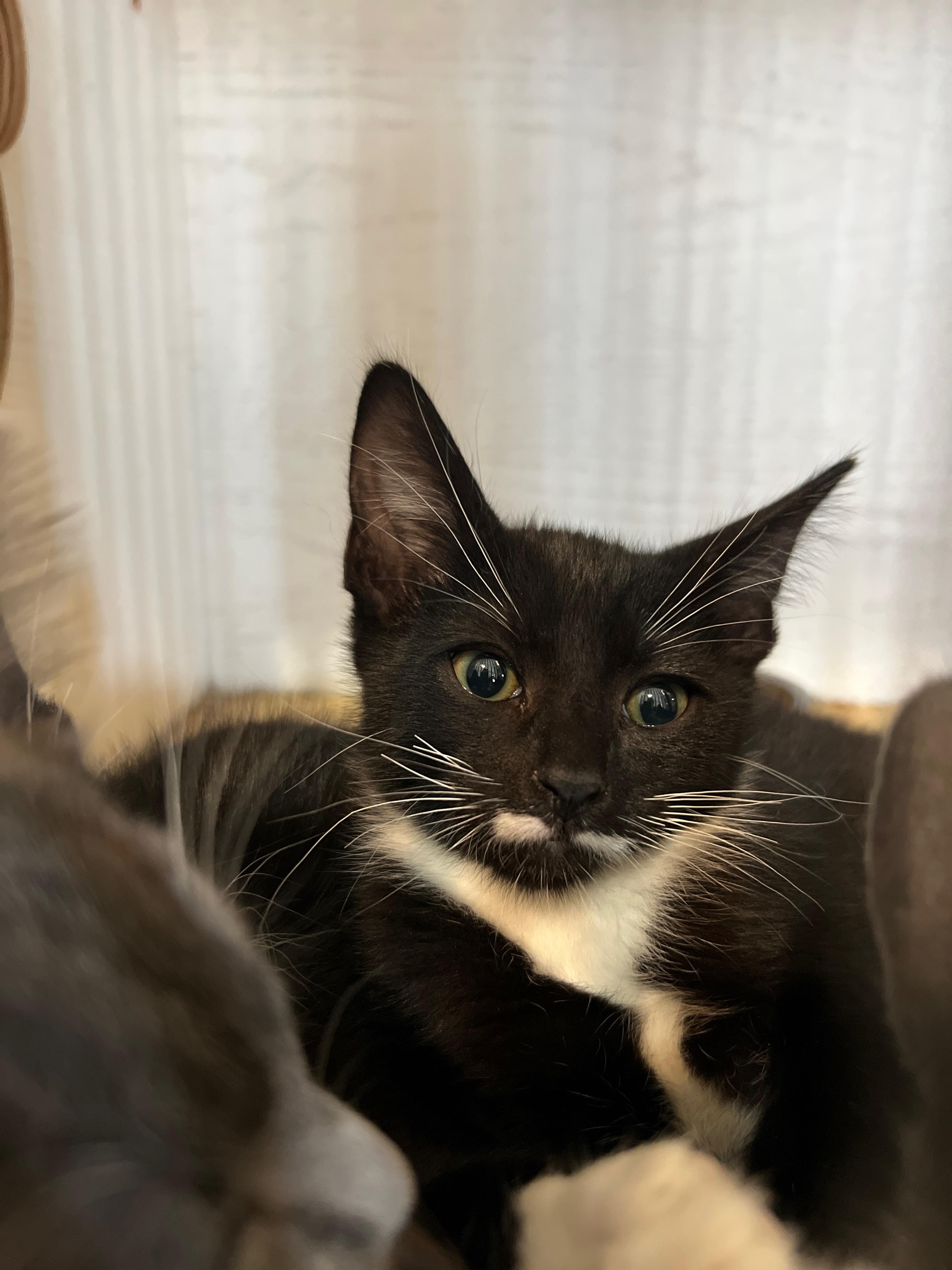 Zoom, Adoptable, Kitten Male Tuxedo & Domestic Short Hair.