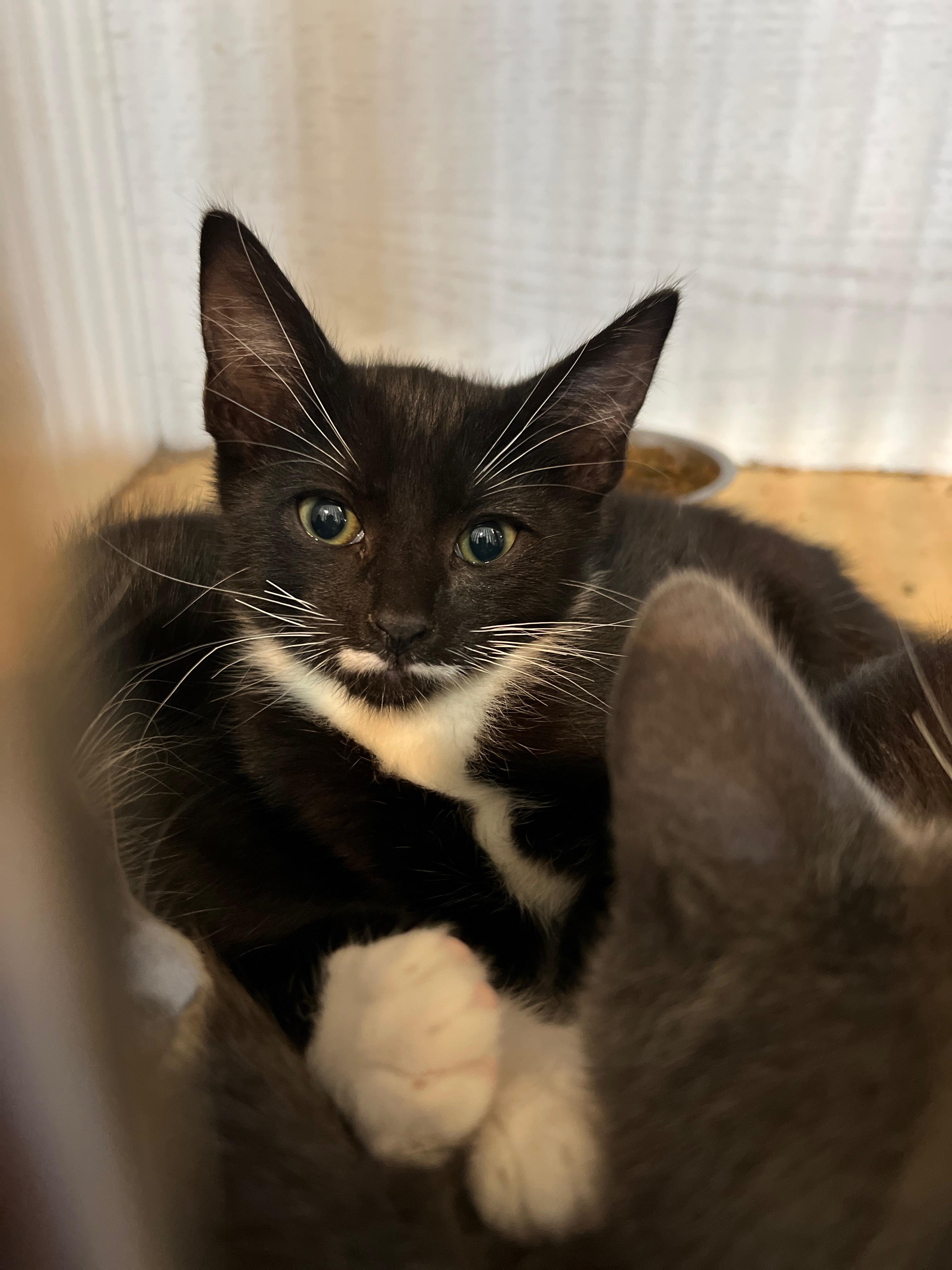 Zoom, a Adoptable mixed breed in Hawthorne, CA image 2/2