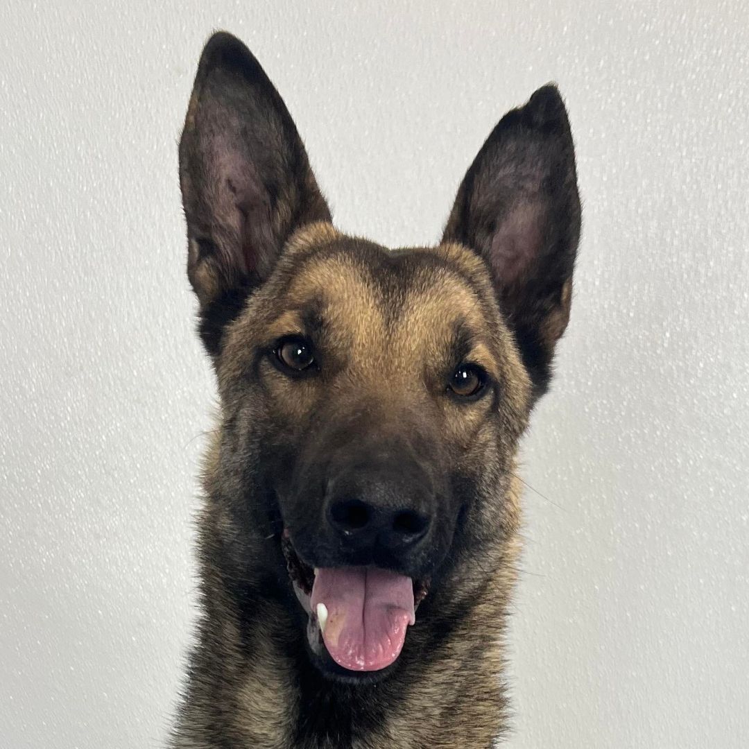 Arizona H, Adoptable, Young Male German Shepherd Dog & Belgian Shepherd / Malinois.