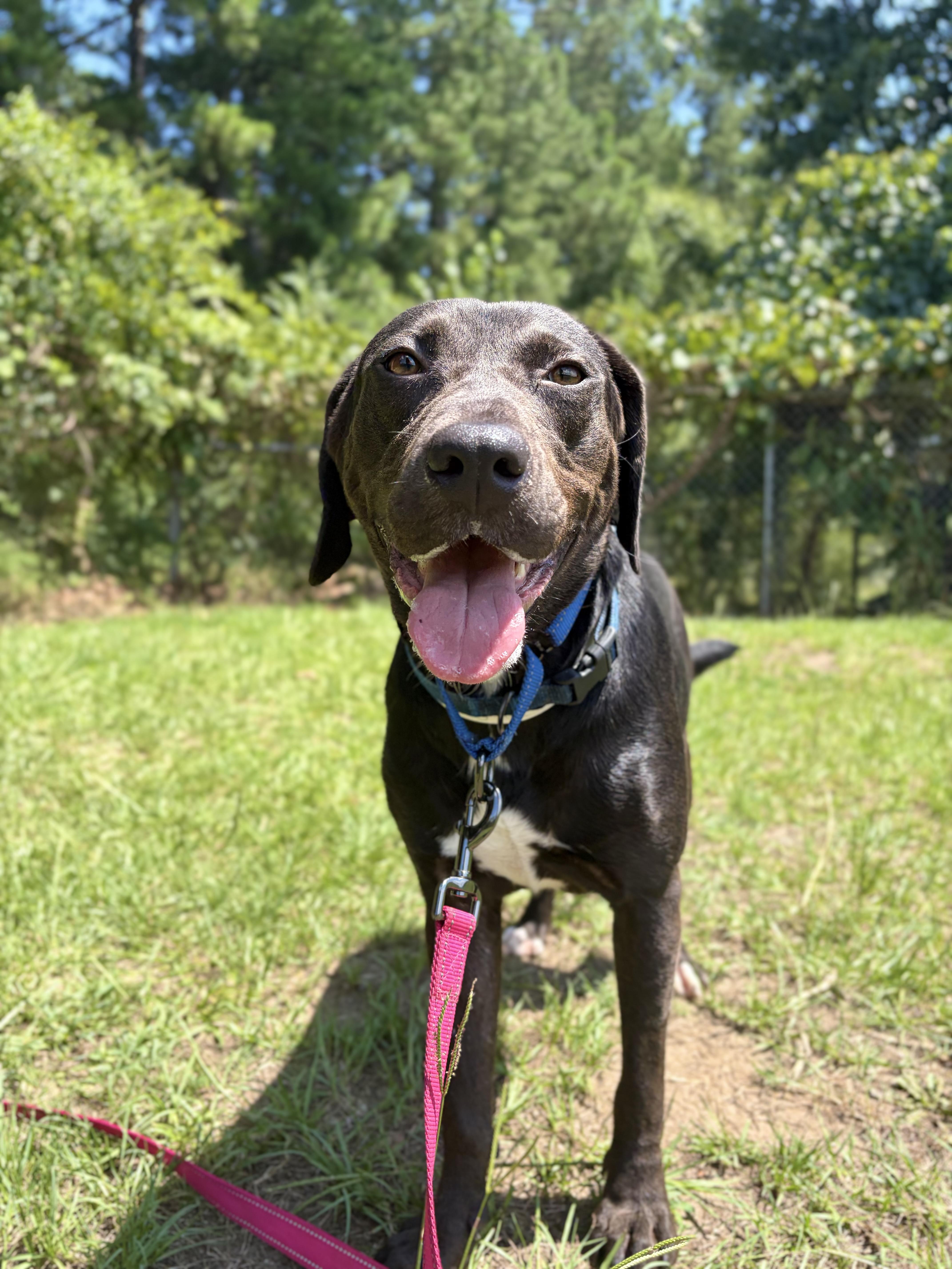 Virgina Woof, ADOPTABLE, Adult Female Chocolate Labrador Retriever.