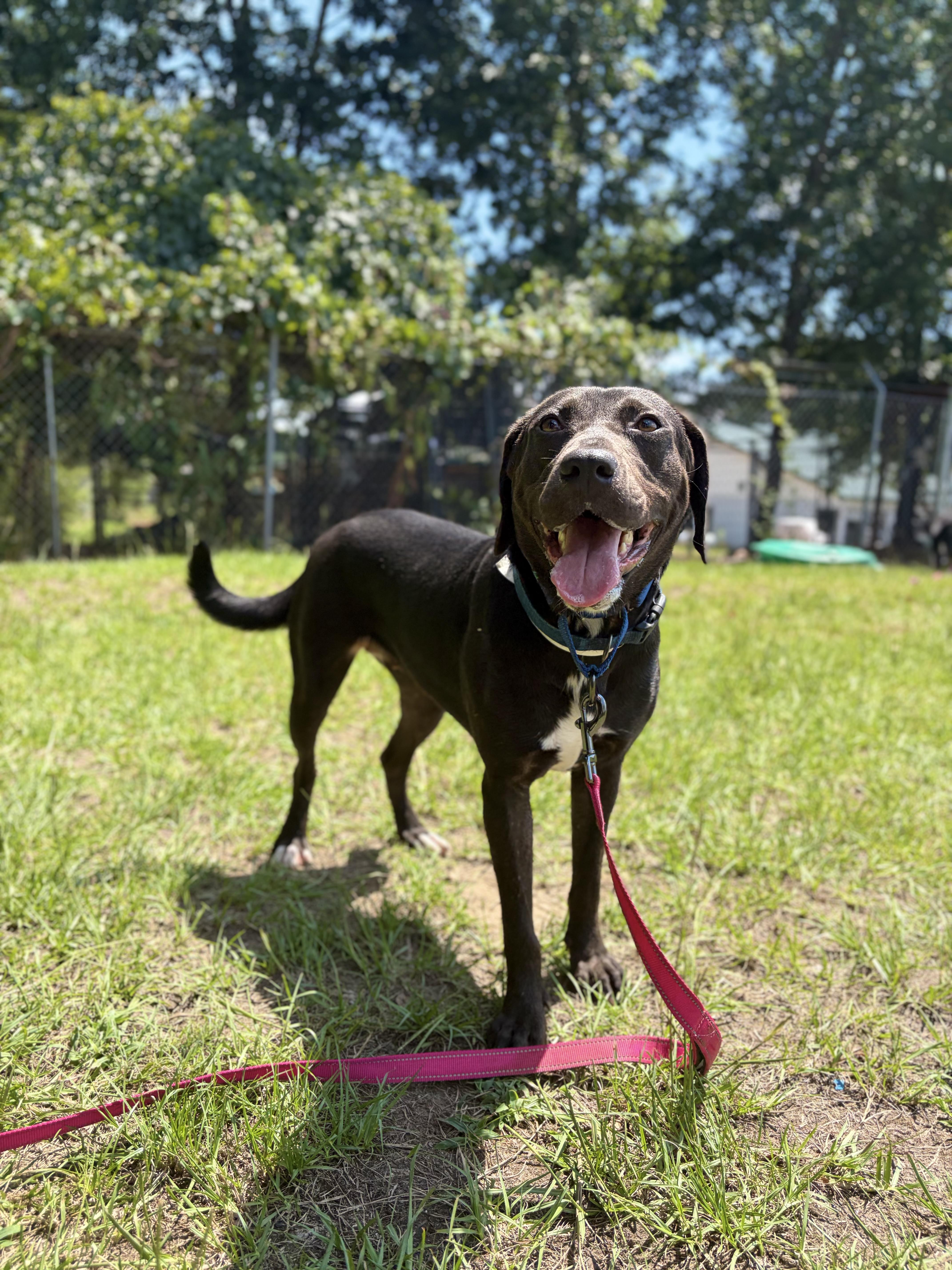 Virgina Woof, a ADOPTABLE mixed breed in Winnsboro, SC image 6/6