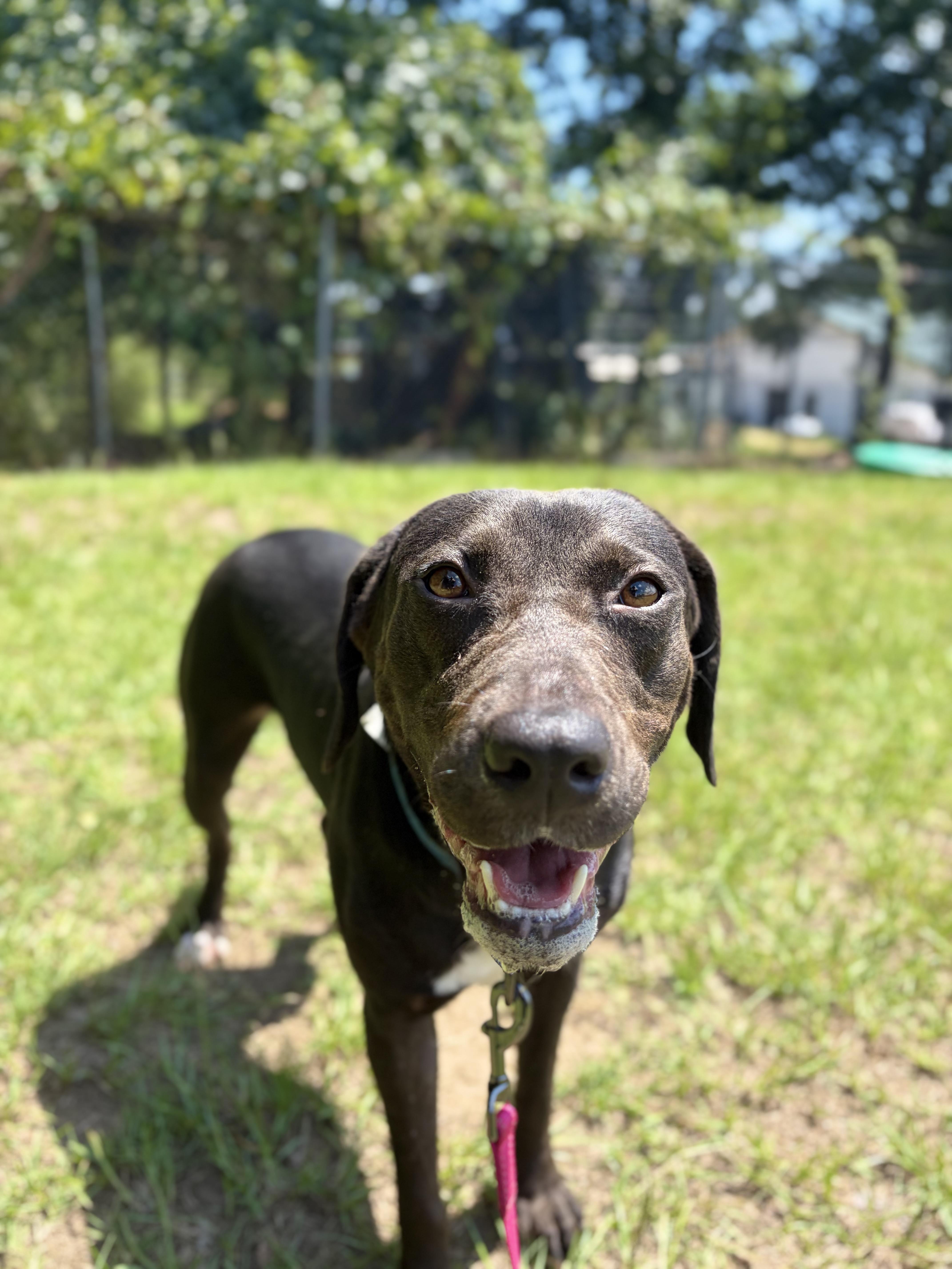 Virgina Woof, a ADOPTABLE mixed breed in Winnsboro, SC image 3/6