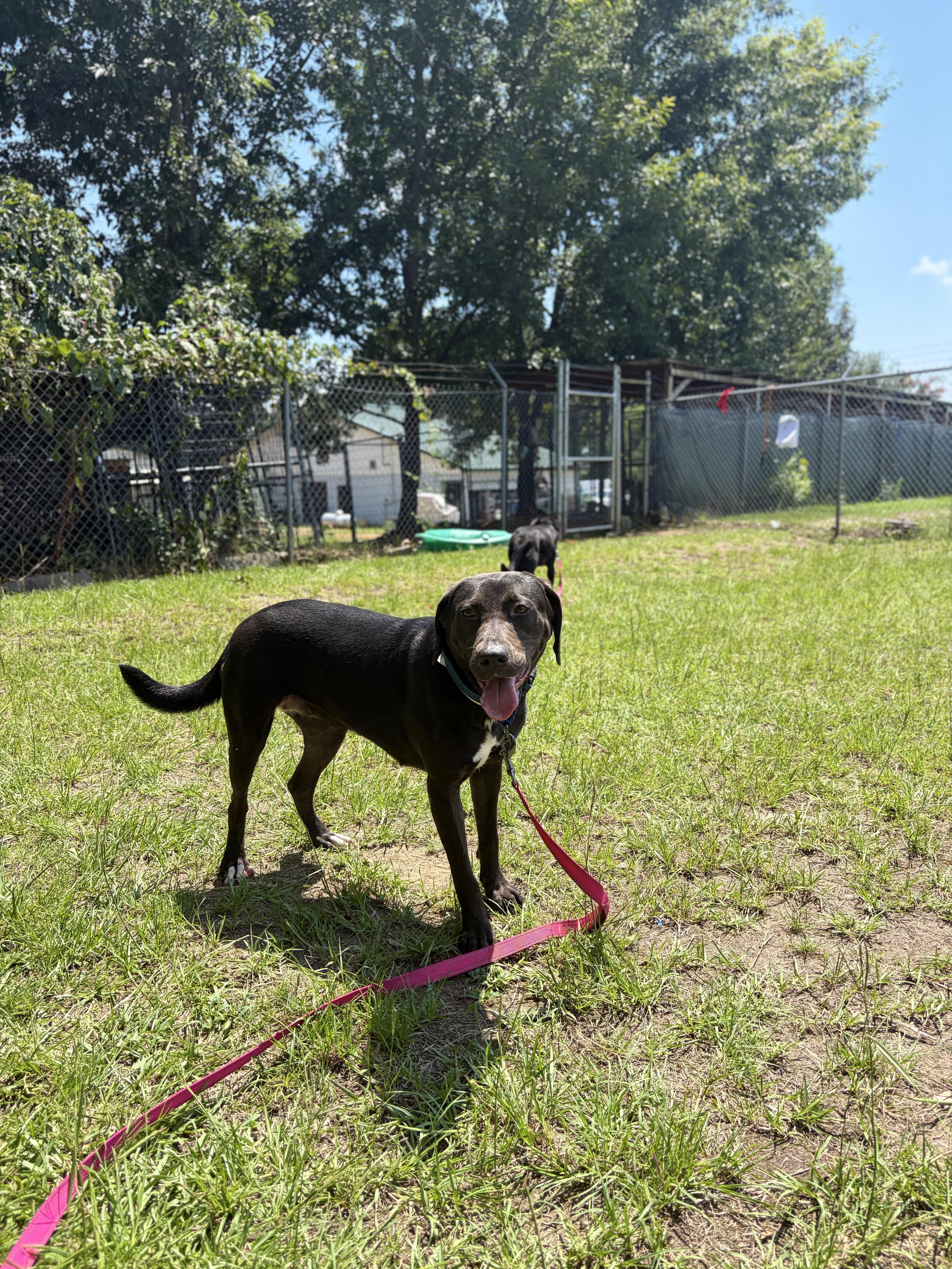 Virgina Woof, a ADOPTABLE mixed breed in Winnsboro, SC image 4/6
