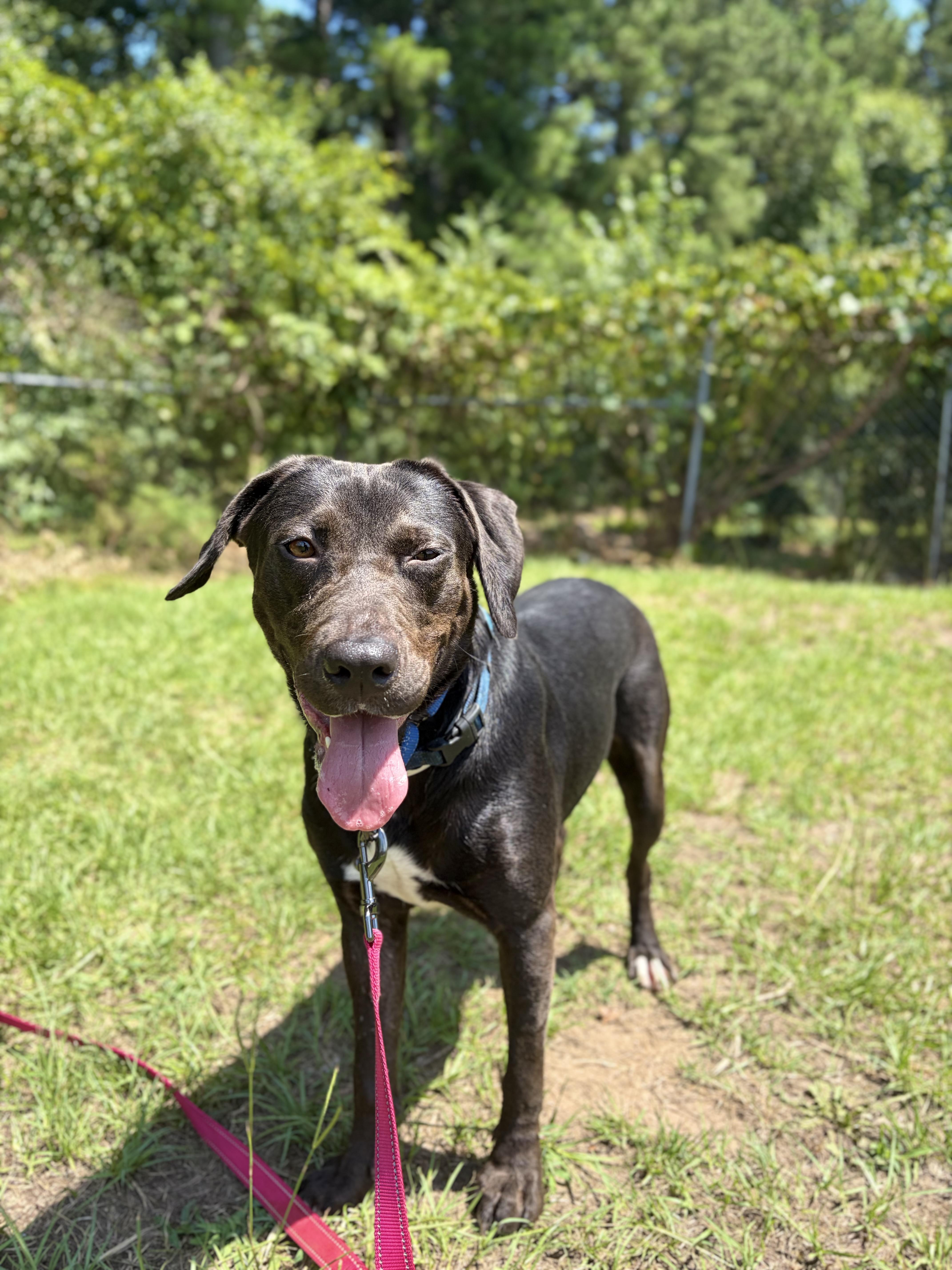 Virgina Woof, a ADOPTABLE mixed breed in Winnsboro, SC image 5/6