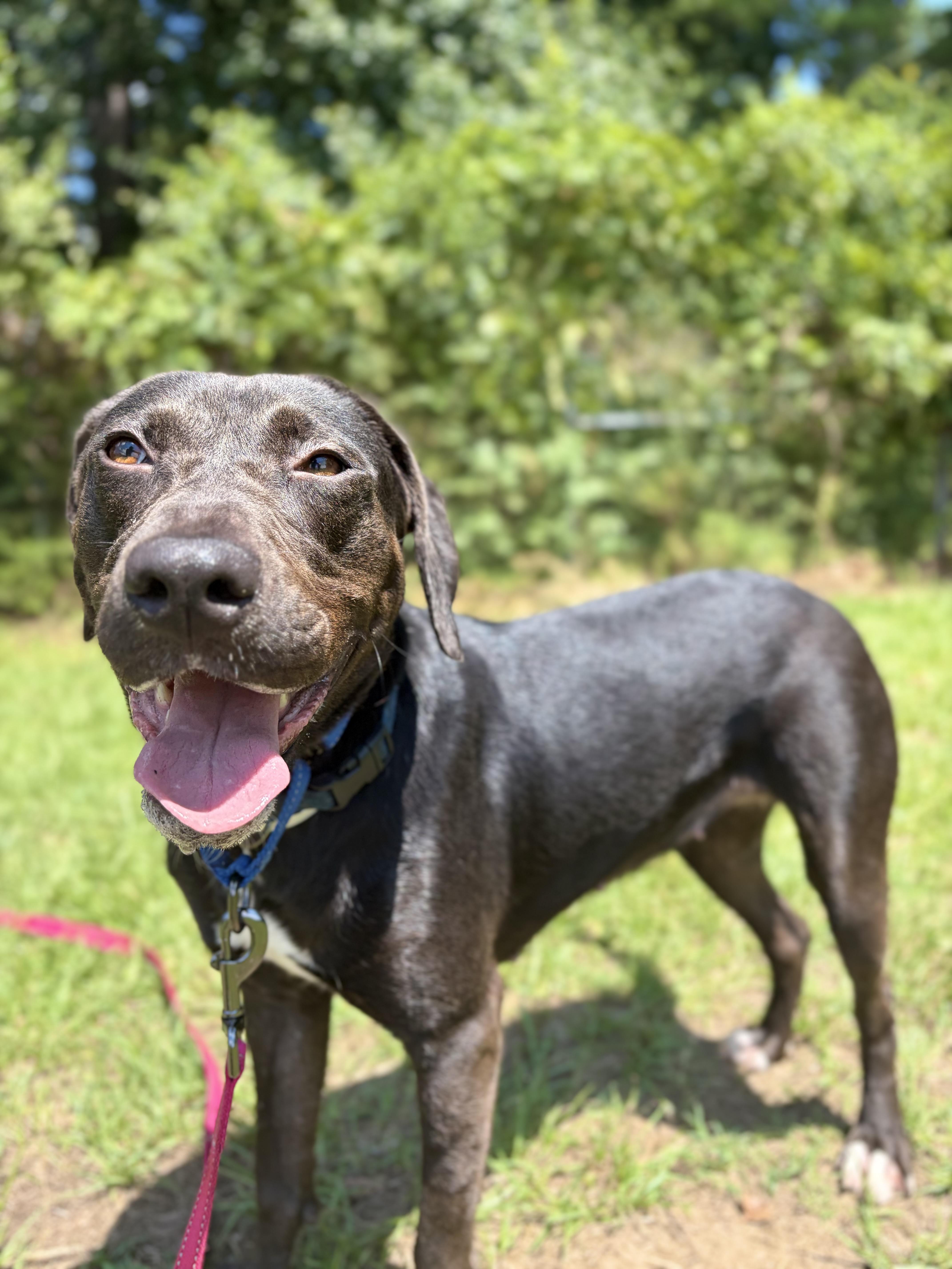 Virgina Woof, a ADOPTABLE mixed breed in Winnsboro, SC image 2/6