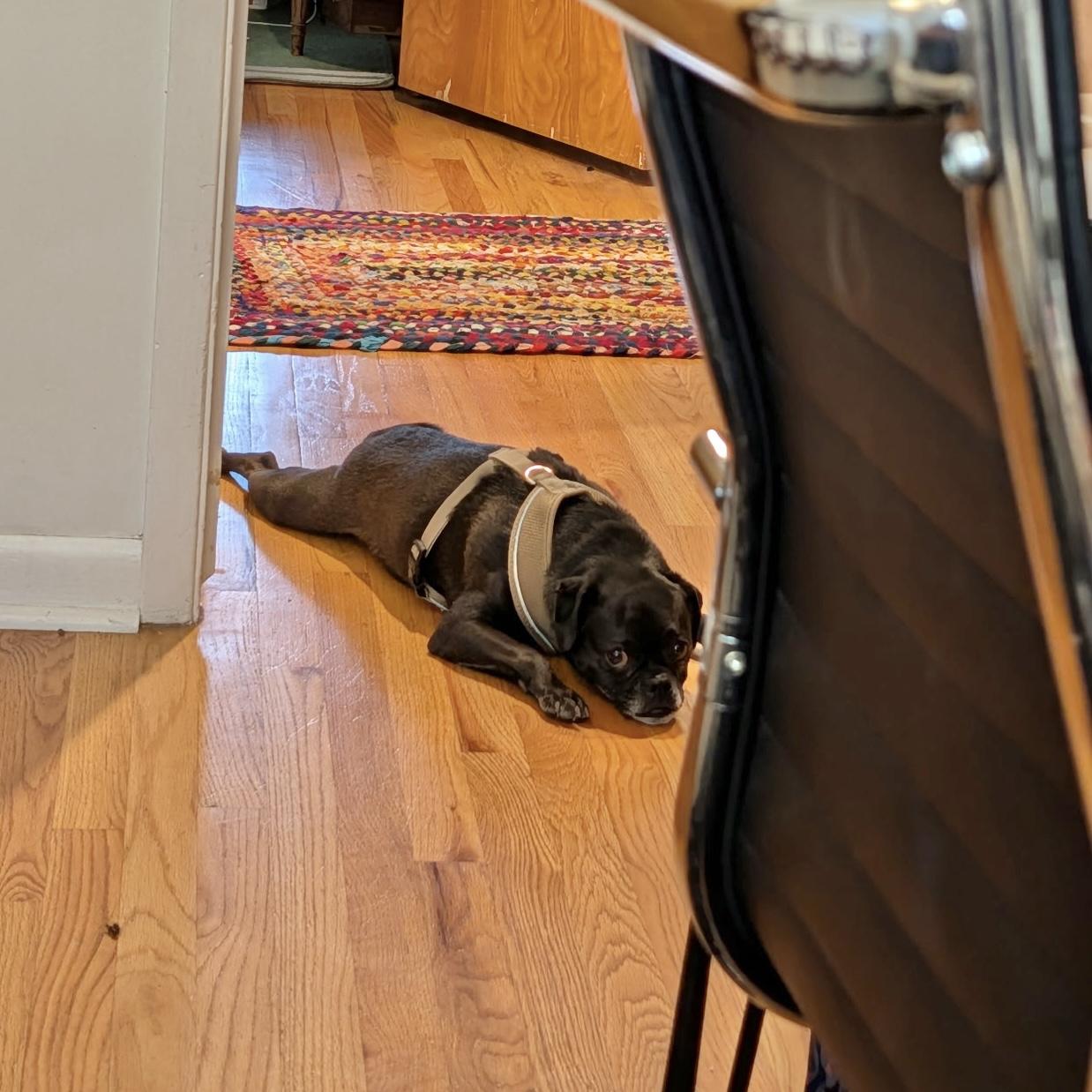 Enlarge Kyle, a ADOPTABLE Pug in Boulder, CO image 3/6