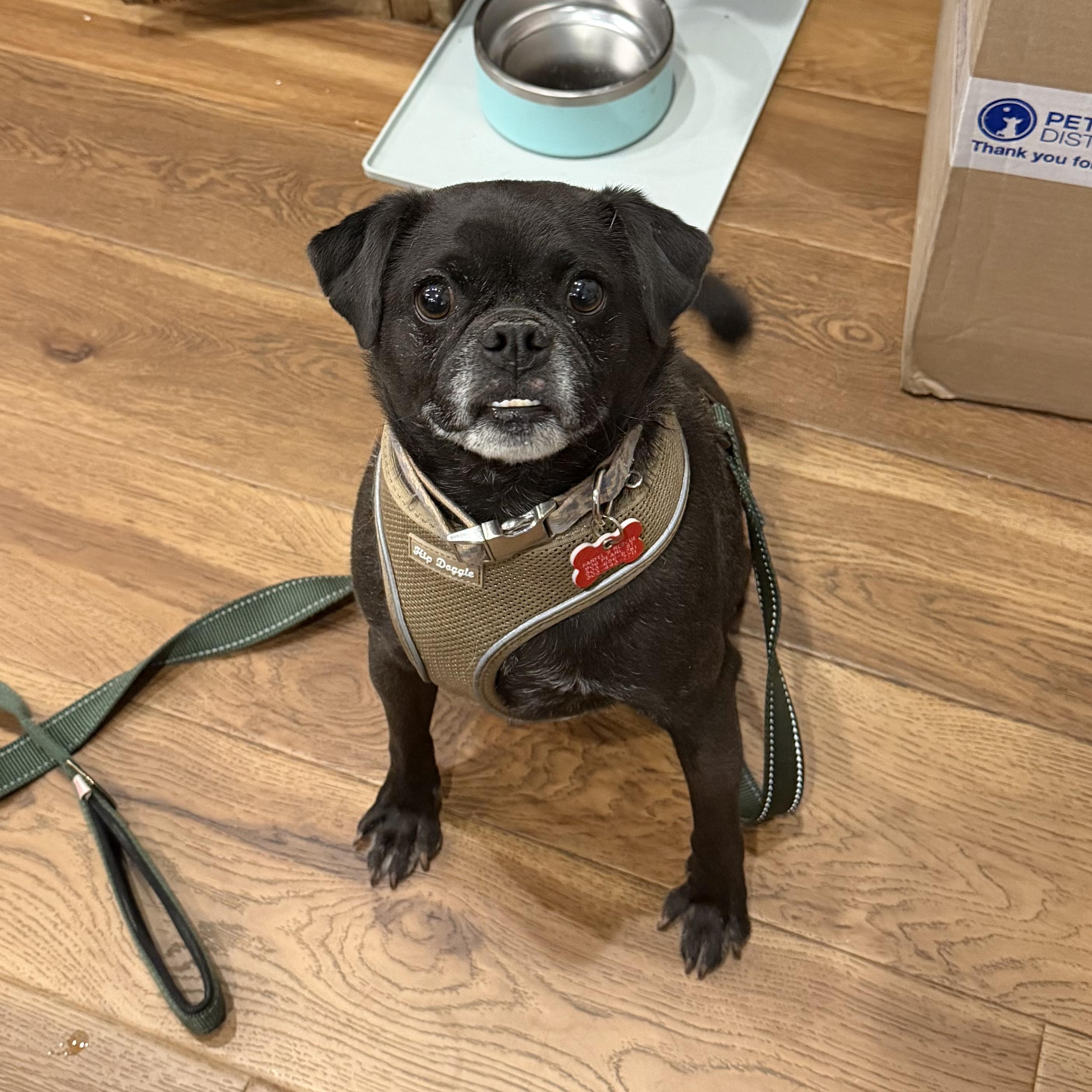 Enlarge Kyle, a ADOPTABLE Pug in Boulder, CO image 5/6