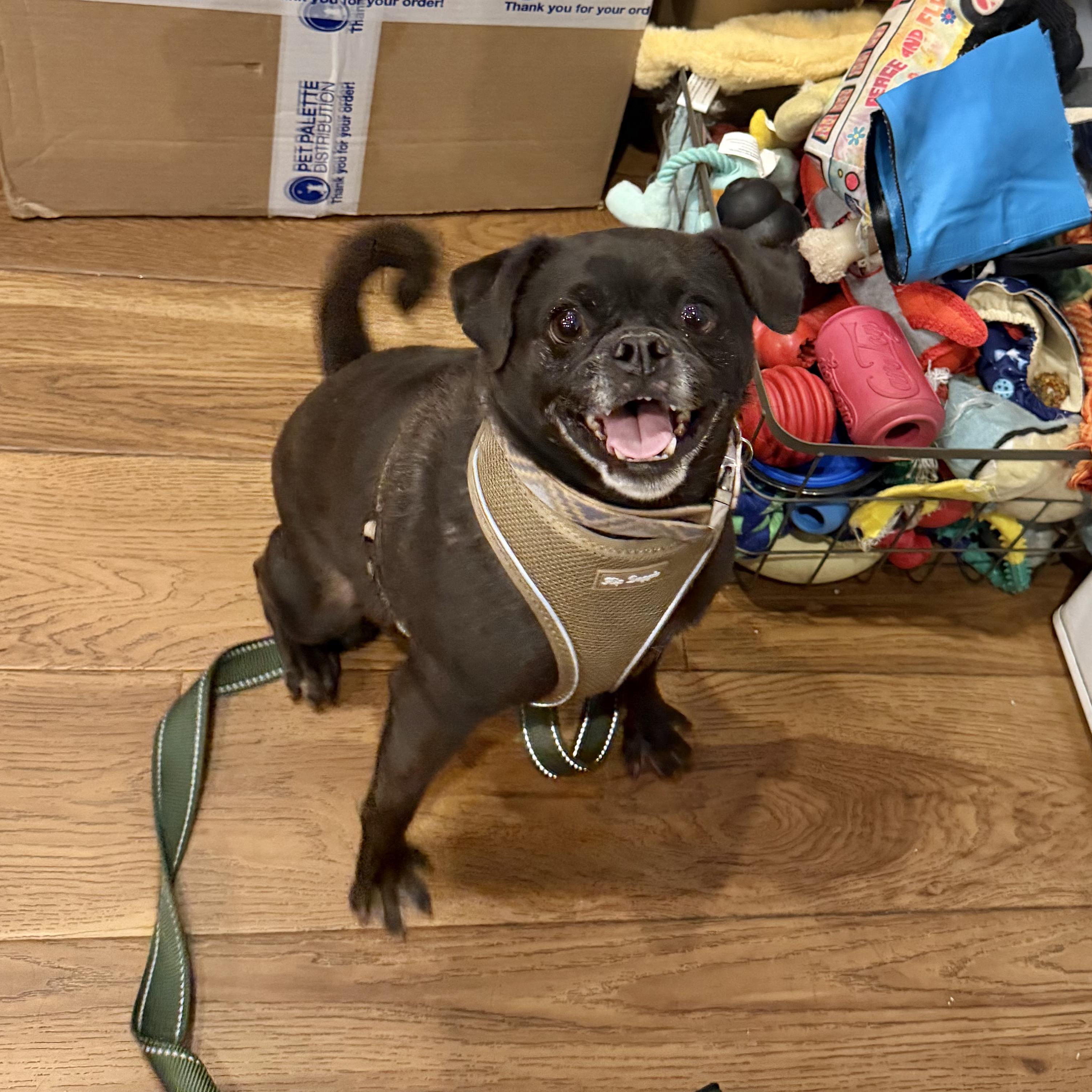 Enlarge Kyle, a ADOPTABLE Pug in Boulder, CO image 4/6