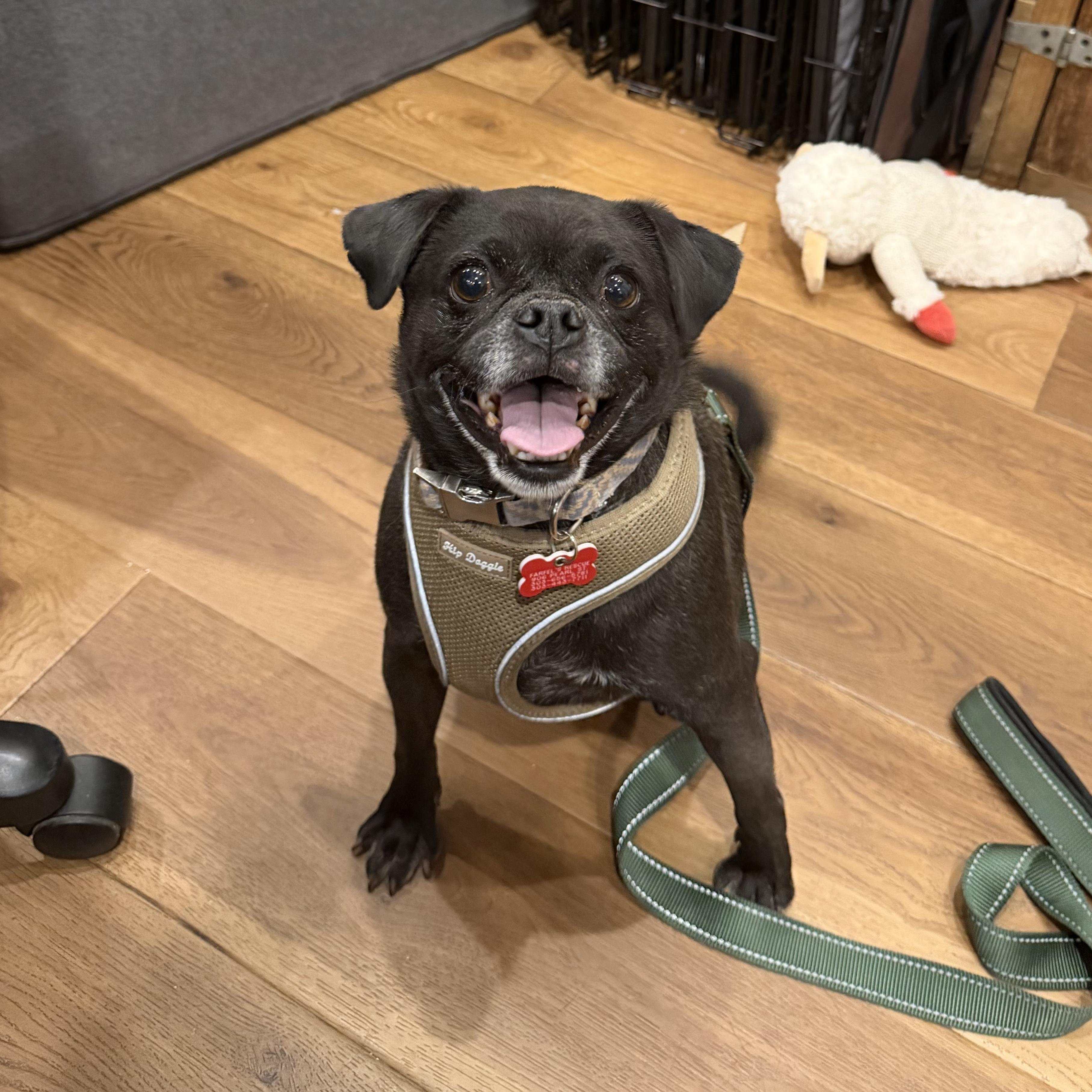Kyle, ADOPTABLE, Adult Male Pug.