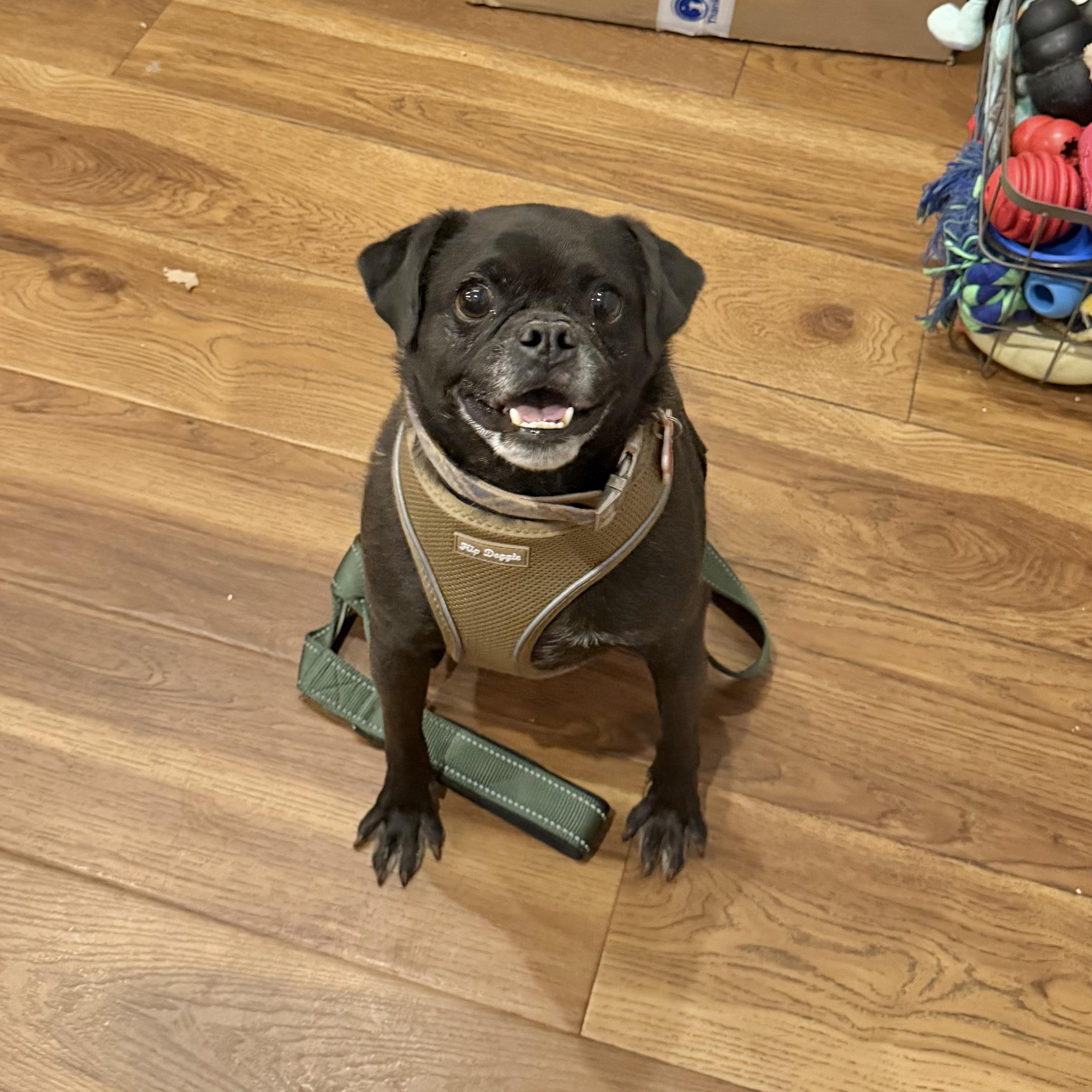 Enlarge Kyle, a ADOPTABLE Pug in Boulder, CO image 6/6