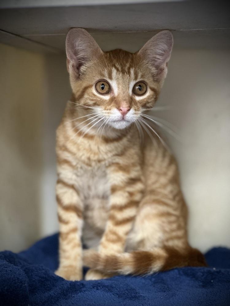 Enlarge Tobasco, a Adopted Domestic Short Hair in Richmond, IN image 1/1