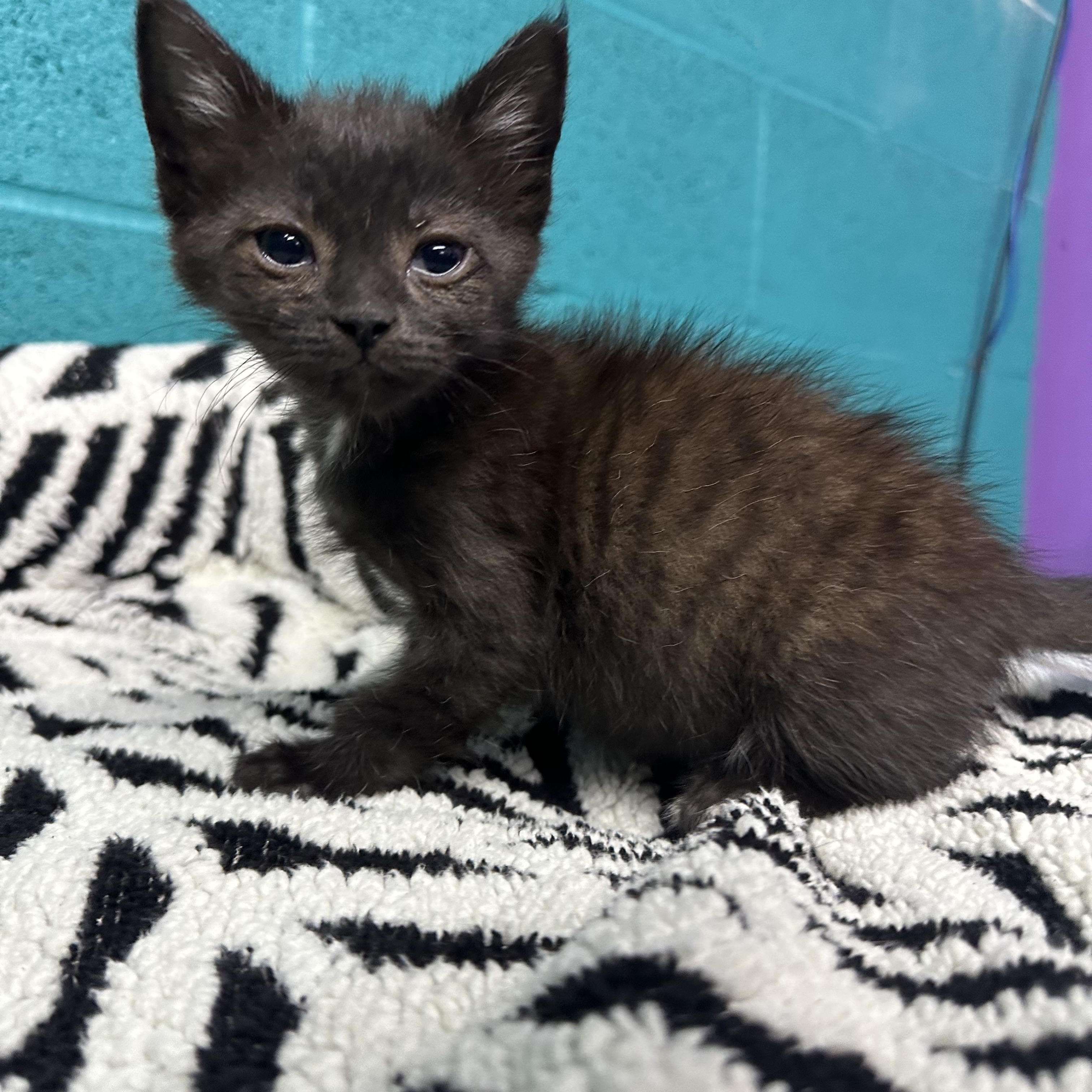 Enlarge B Tiger, a Adopted Domestic Short Hair in Newark, OH image 1/1