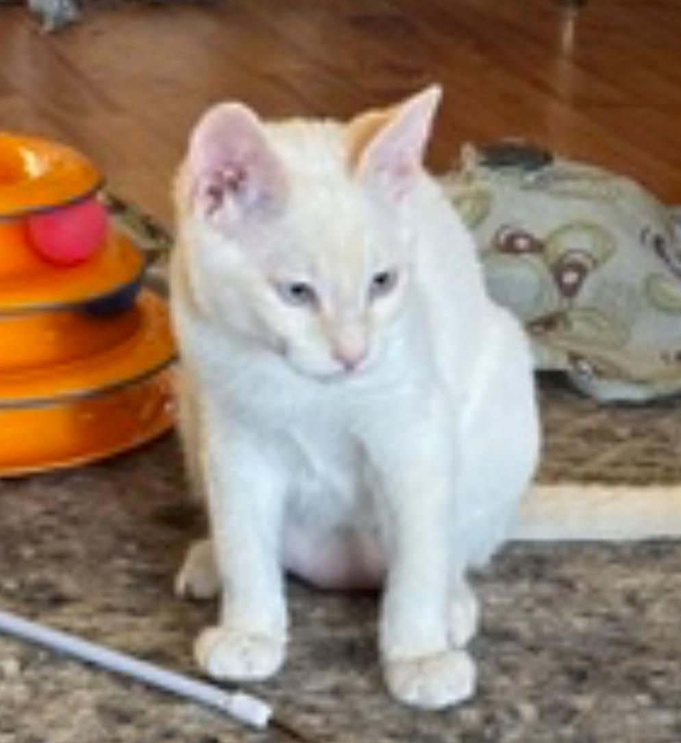 Angel Ray, a Adoptable Domestic Short Hair in Silverton, OR image 1/3