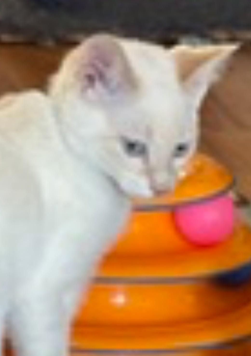 Angel Ray (bonded with Poppy Sue) 2