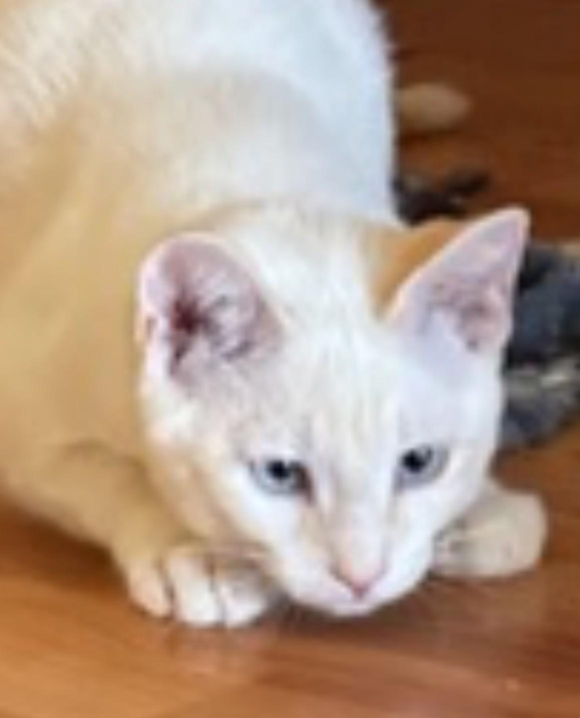 Angel Ray, a Adoptable Domestic Short Hair in Silverton, OR image 3/3