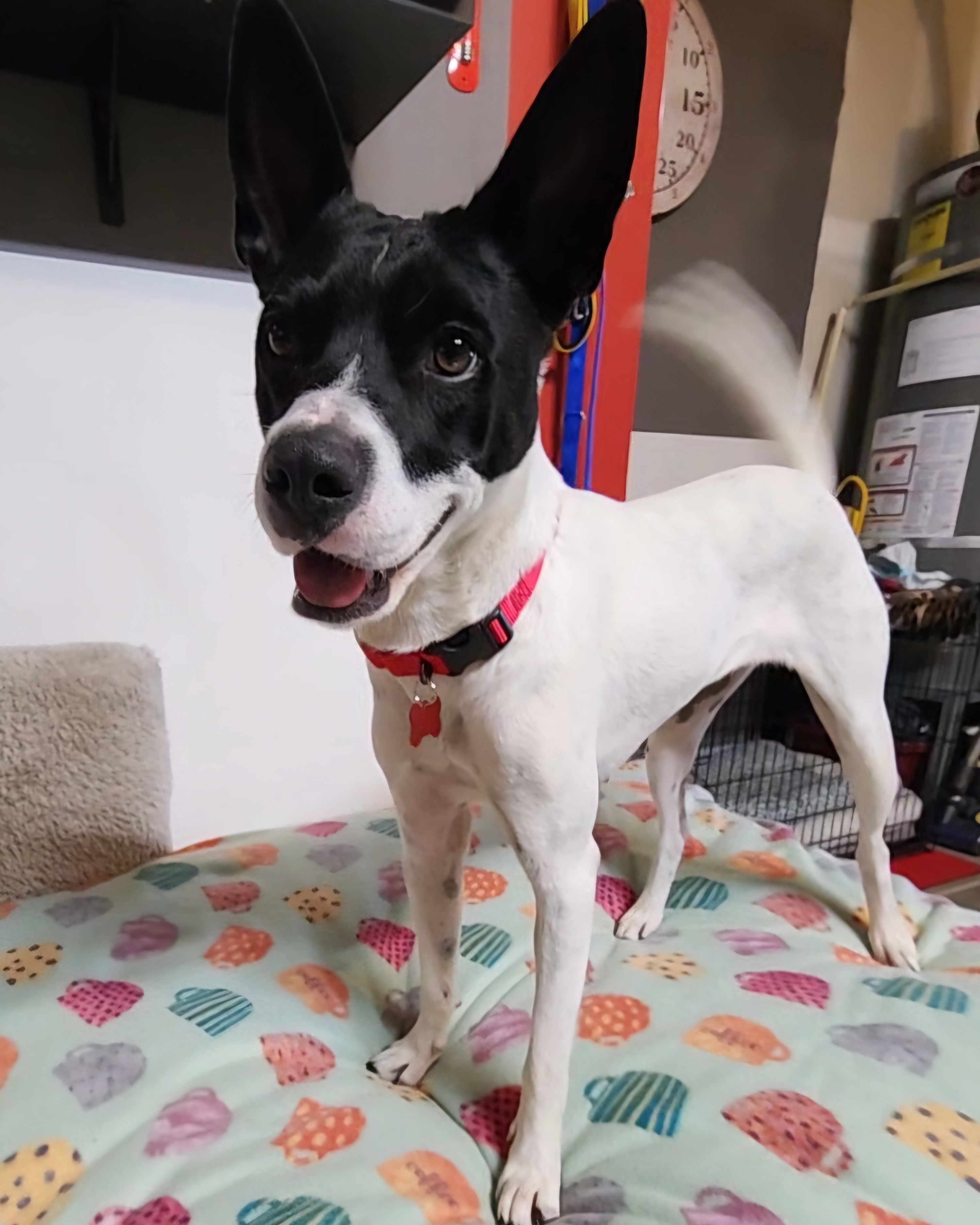 BELLA, a Adoptable mixed breed in Auburn, WA image 3/4