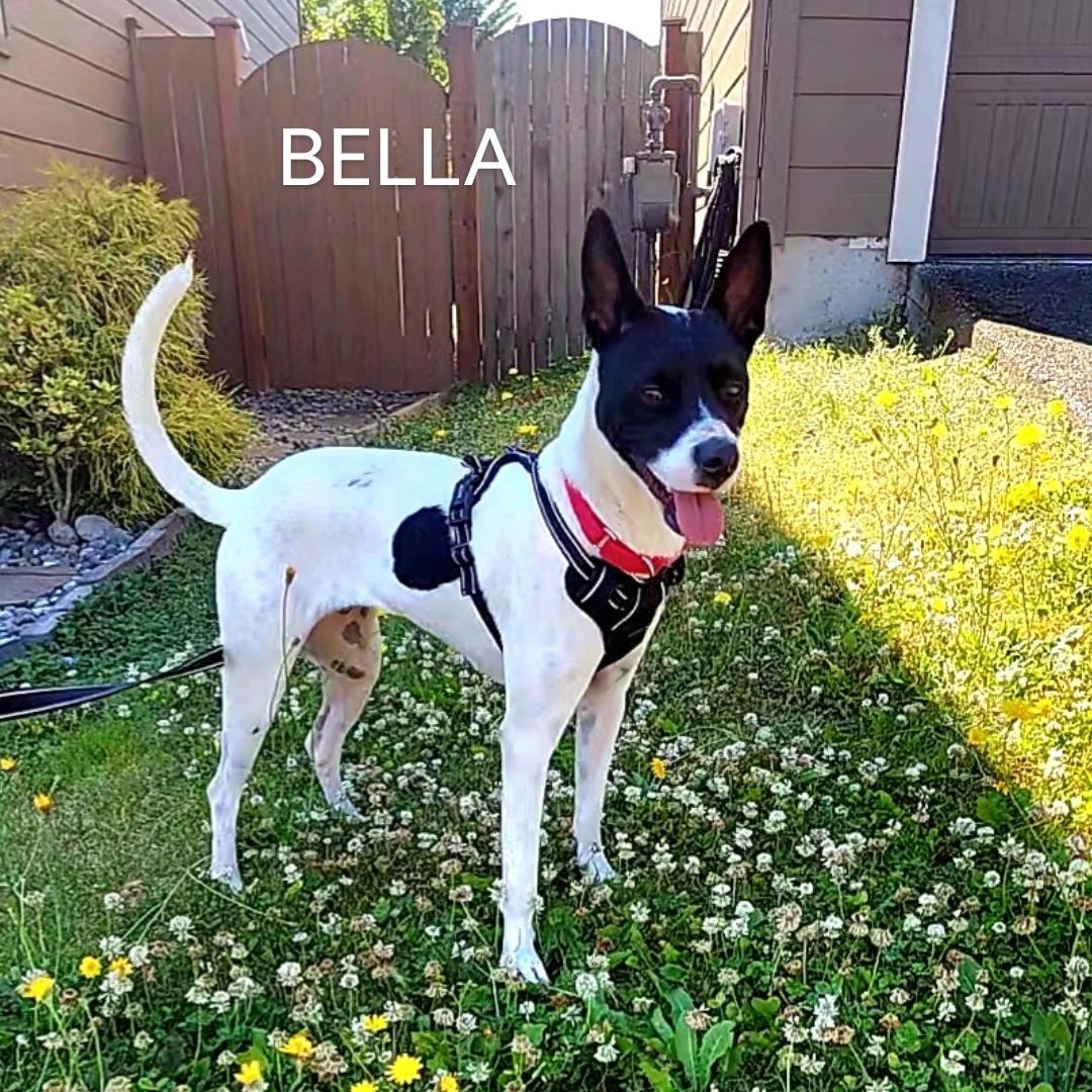 BELLA, a Adoptable mixed breed in Auburn, WA image 1/4