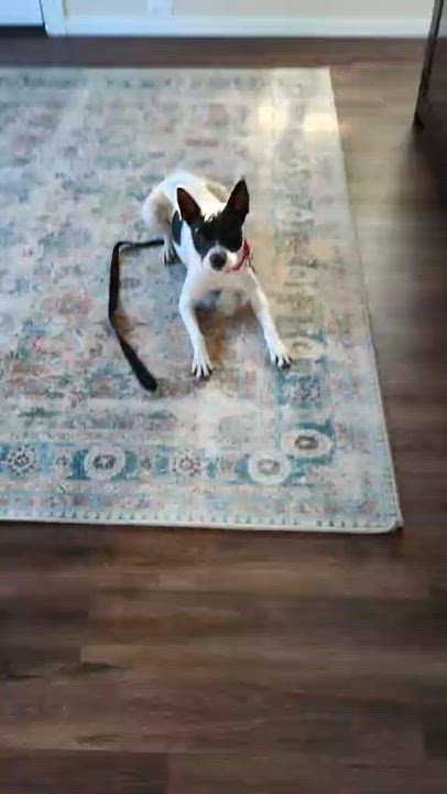 Enlarge BELLA, a Adoptable mixed breed in Auburn, WA video 4/4