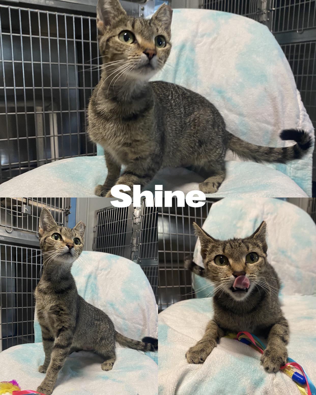 Shine