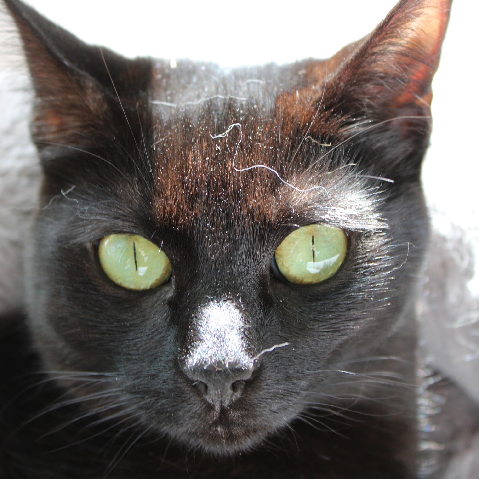 Enlarge Gerry [bonded with sister, Mica], a ADOPTABLE mixed breed in Benicia, CA image 4/6