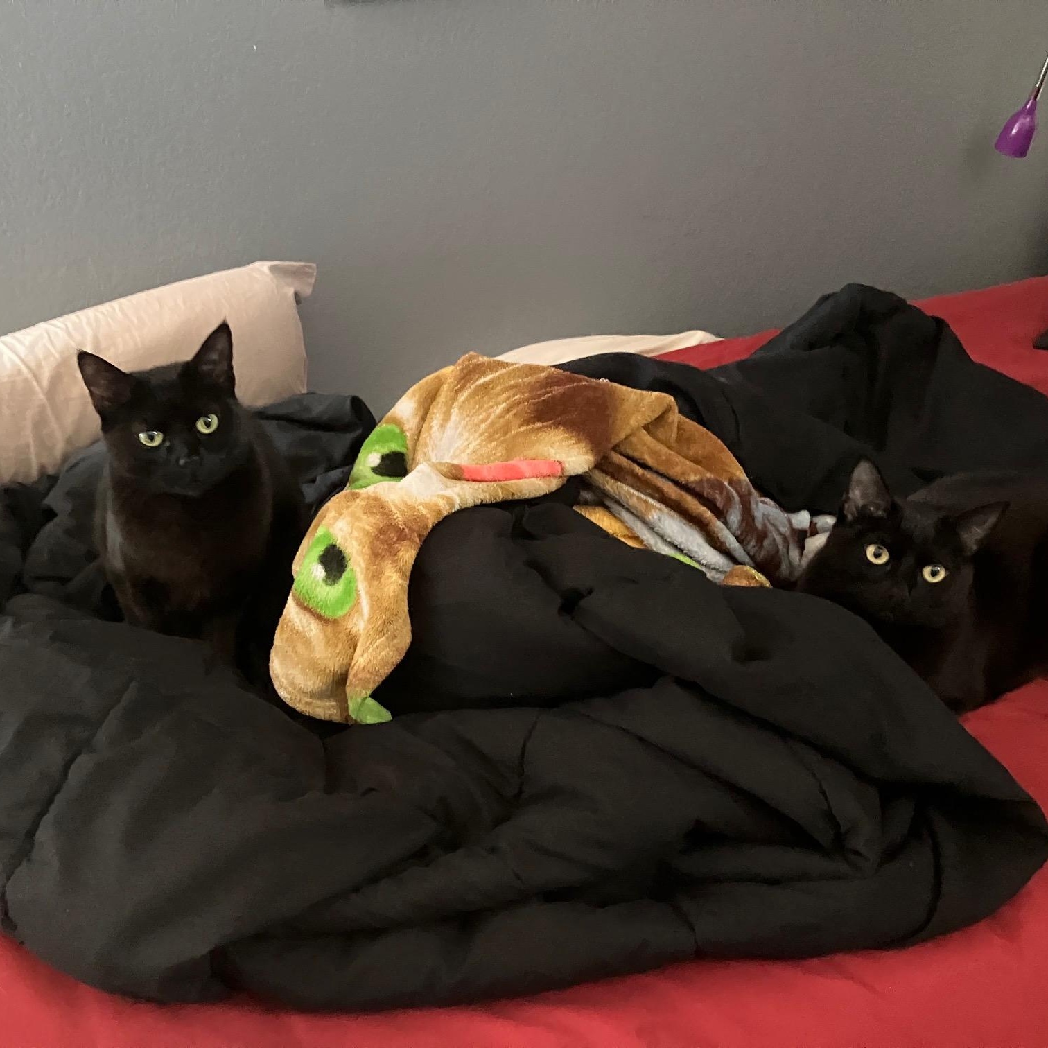 Enlarge Gerry [bonded with sister, Mica], a ADOPTABLE mixed breed in Benicia, CA image 3/6