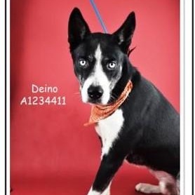 Enlarge Deino URGENT!, a ADOPTABLE mixed breed in La Honda, CA image 5/5