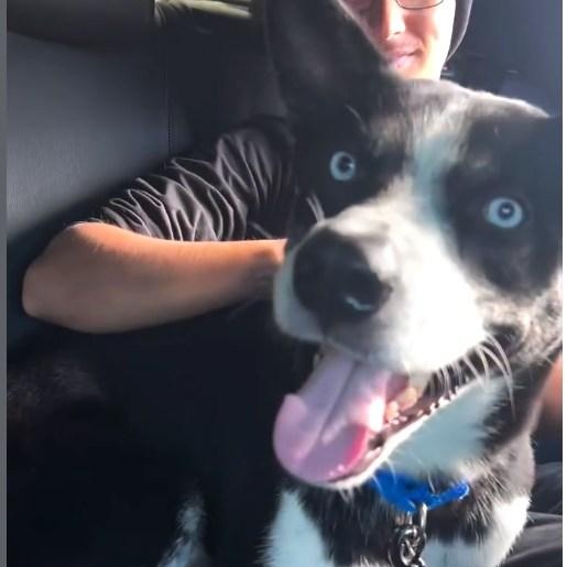 Enlarge Deino URGENT!, a ADOPTABLE mixed breed in La Honda, CA image 3/5