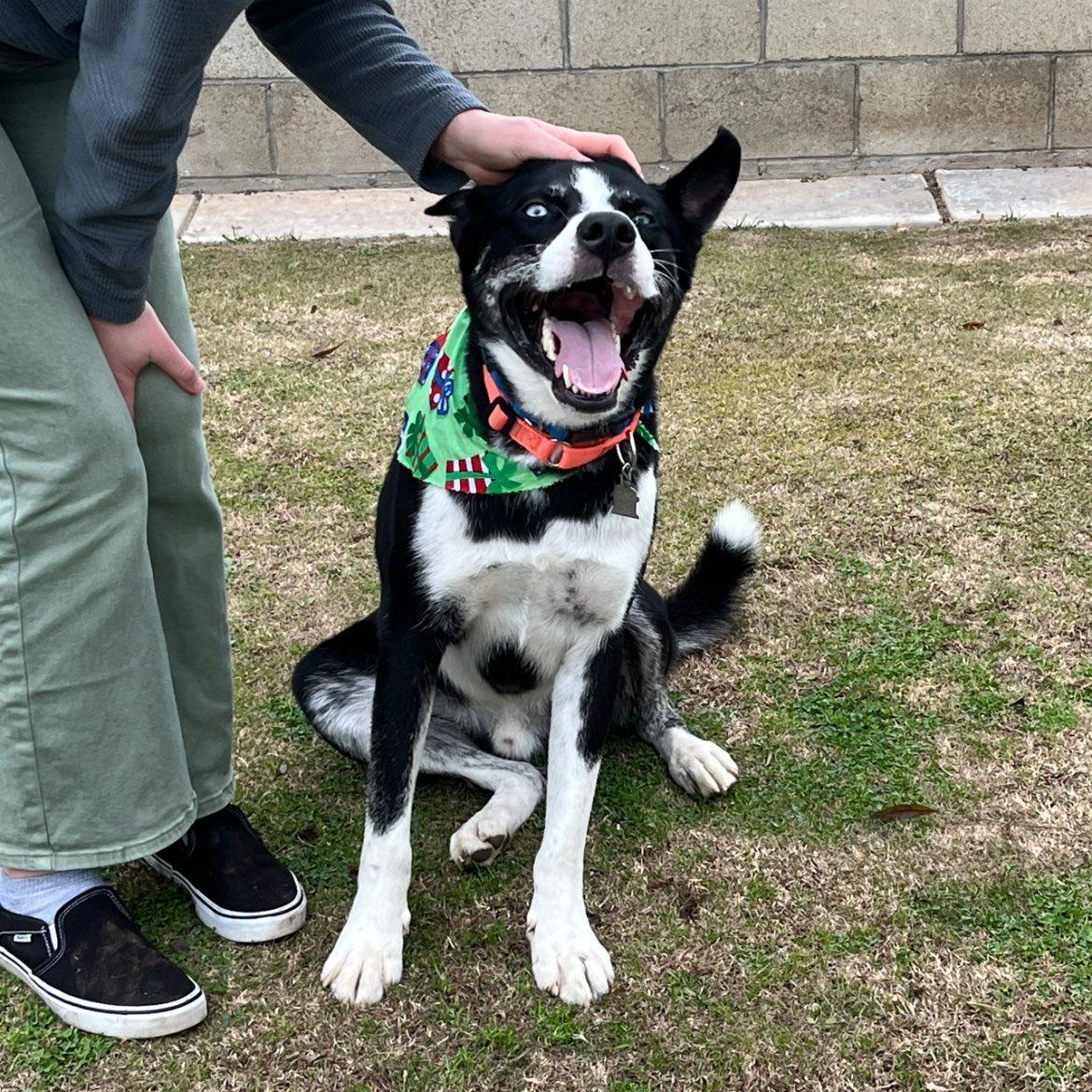 Enlarge Deino URGENT!, a ADOPTABLE mixed breed in La Honda, CA image 4/5