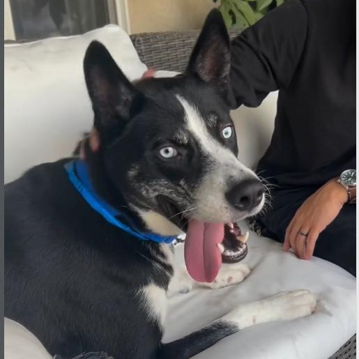 Enlarge Deino URGENT!, a ADOPTABLE mixed breed in La Honda, CA image 2/5