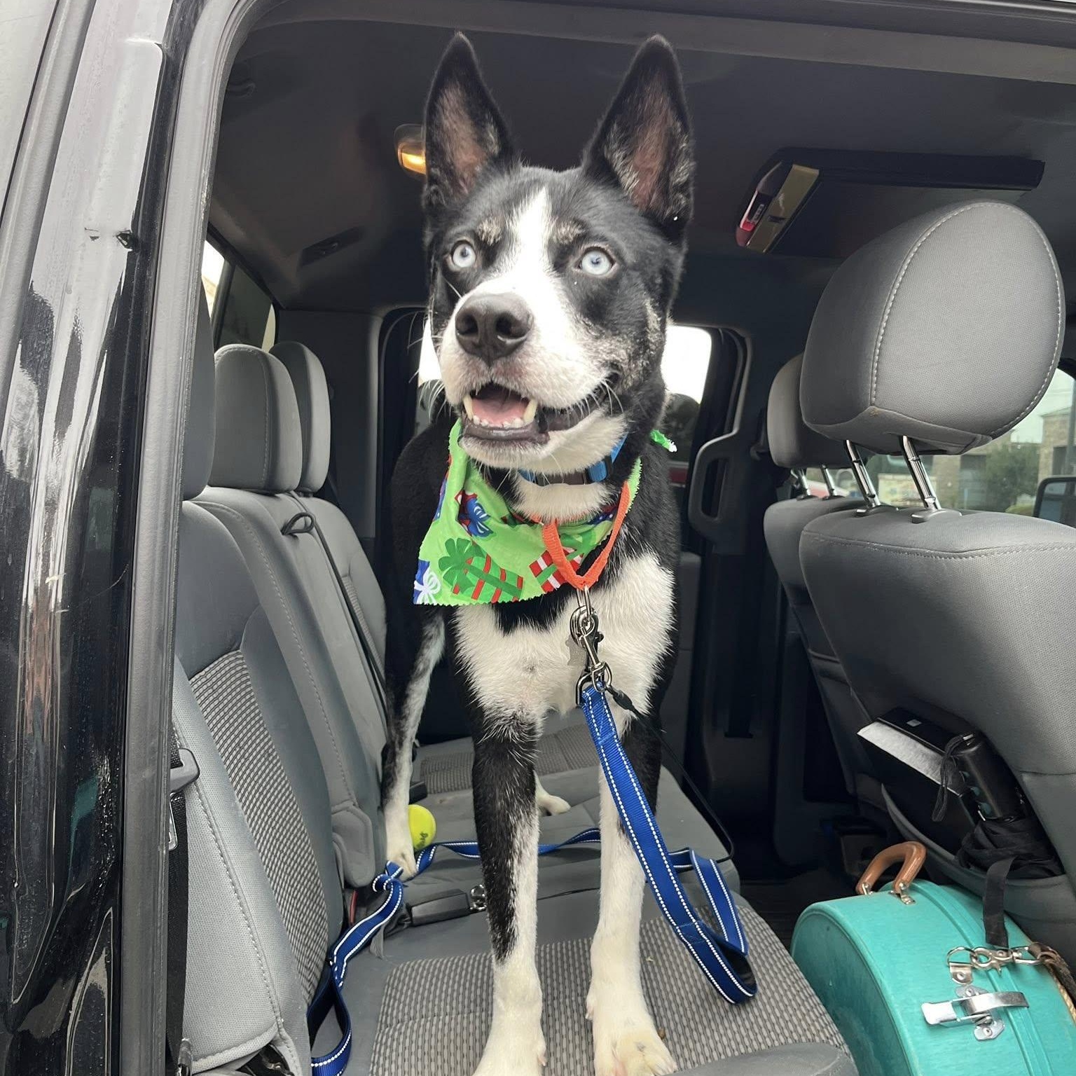 Deino URGENT!, ADOPTABLE, Adult Male Husky & Border Collie.