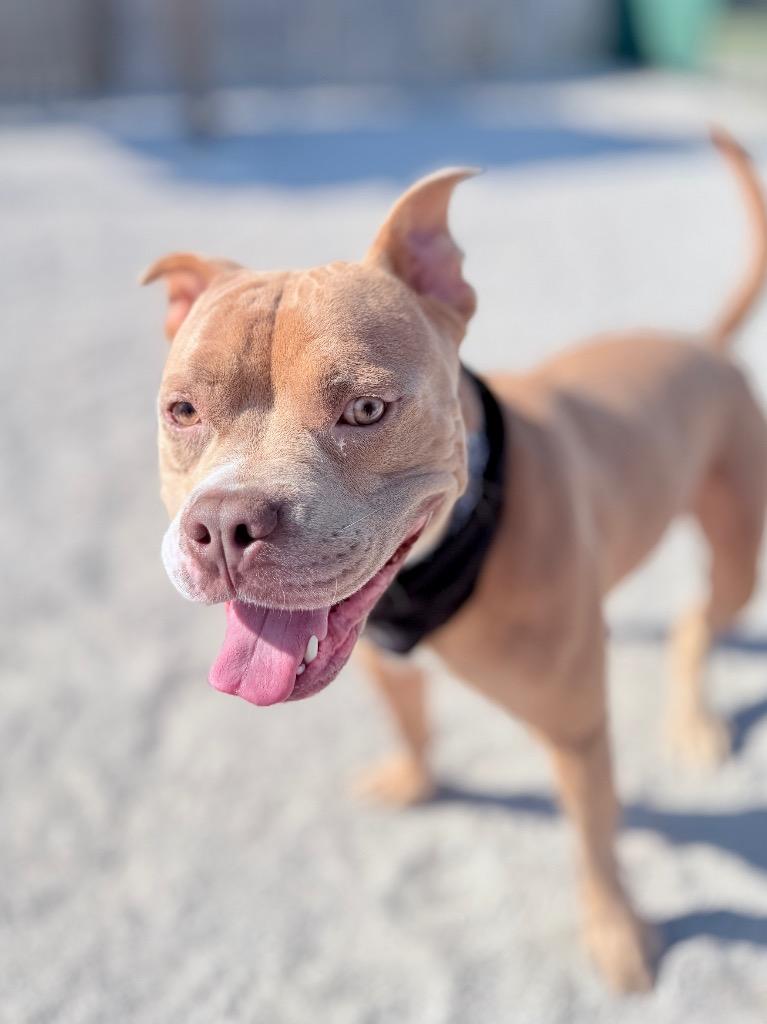 Hal, Adoptable, Young Male Mixed Breed.