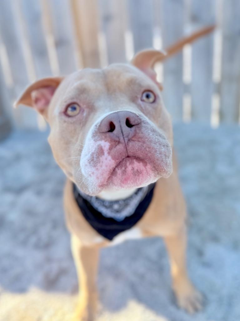 Enlarge Hal, a Adoptable Mixed Breed in Muskegon, MI image 2/6