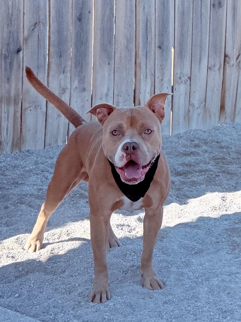 Hal (foster), Adoptable, Young Male Mixed Breed.