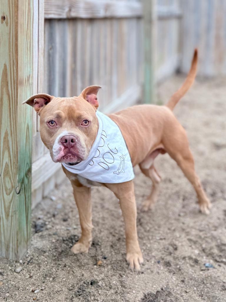 Enlarge Hal, a Adoptable Mixed Breed in Muskegon, MI image 3/6