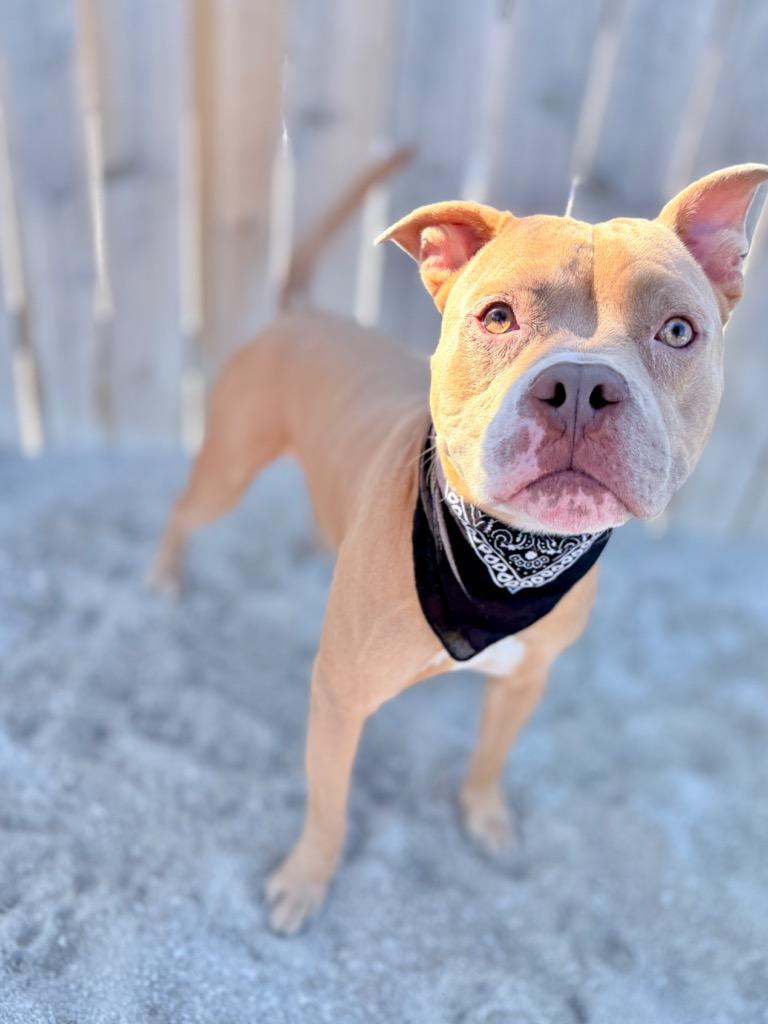 Enlarge Hal, a Adoptable Mixed Breed in Muskegon, MI image 4/6