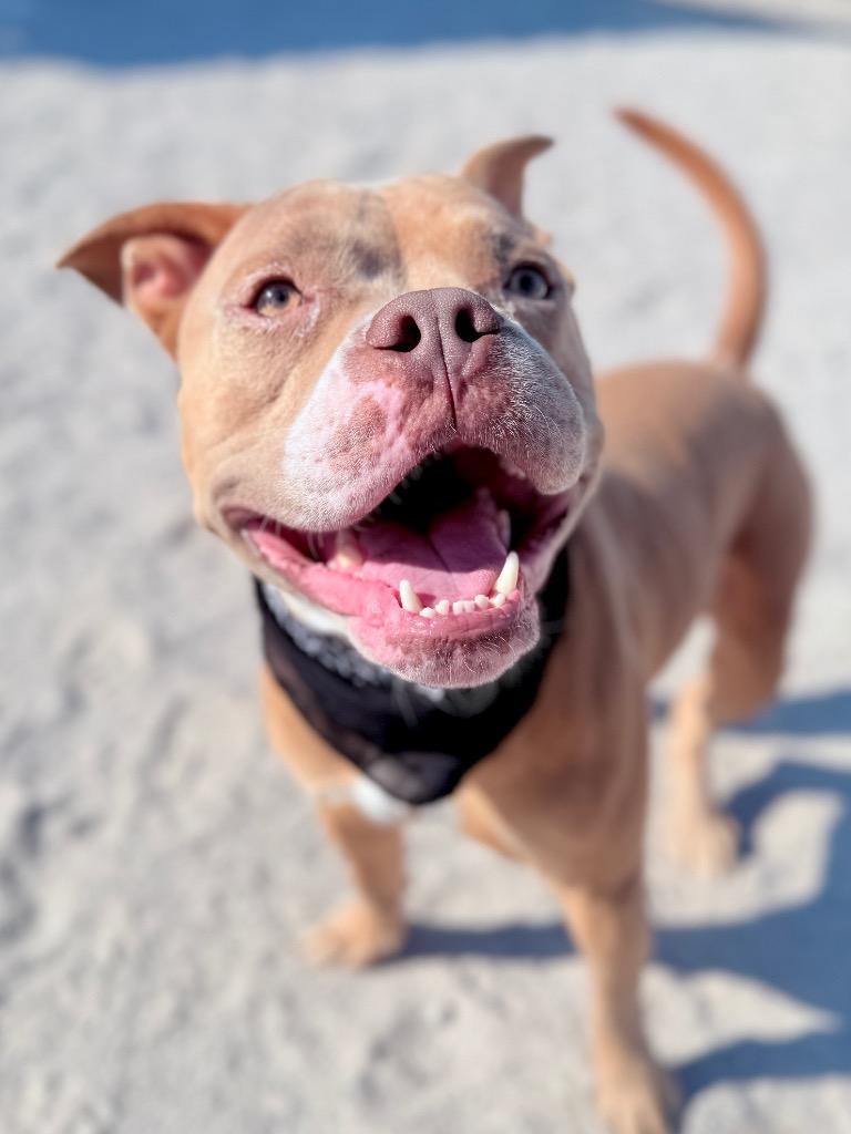 Enlarge Hal, a Adoptable Mixed Breed in Muskegon, MI image 6/6