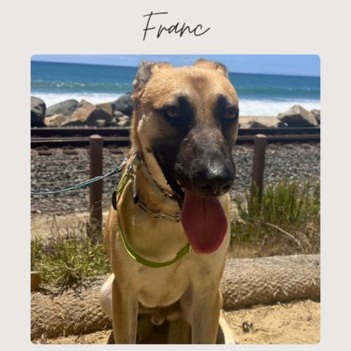 Enlarge FRANC, a Adoptable mixed breed in San Juan Capistrano, CA image 1/6